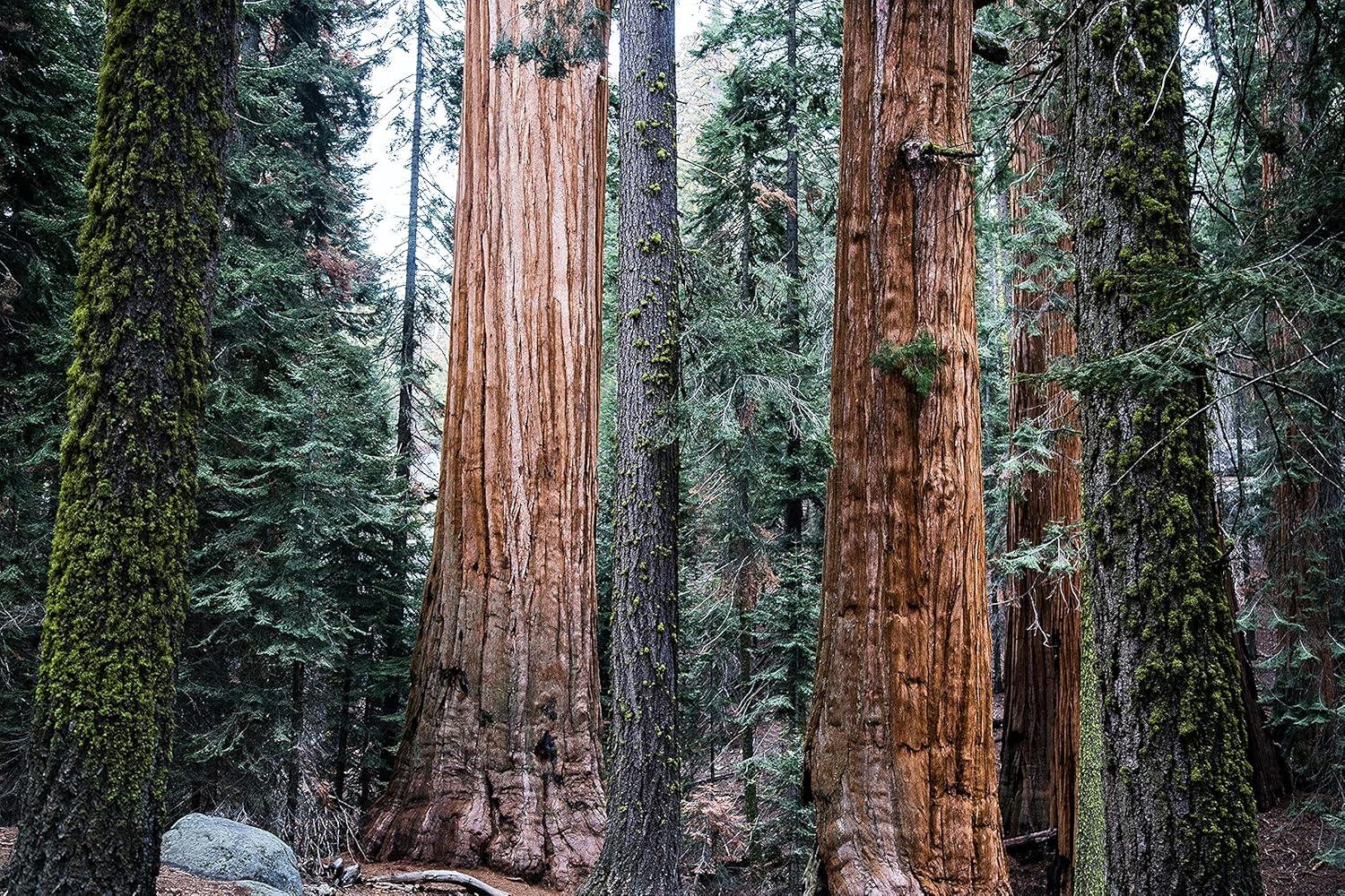 Giant Sequoia | Small Tree Seedling | The Jonsteen Company