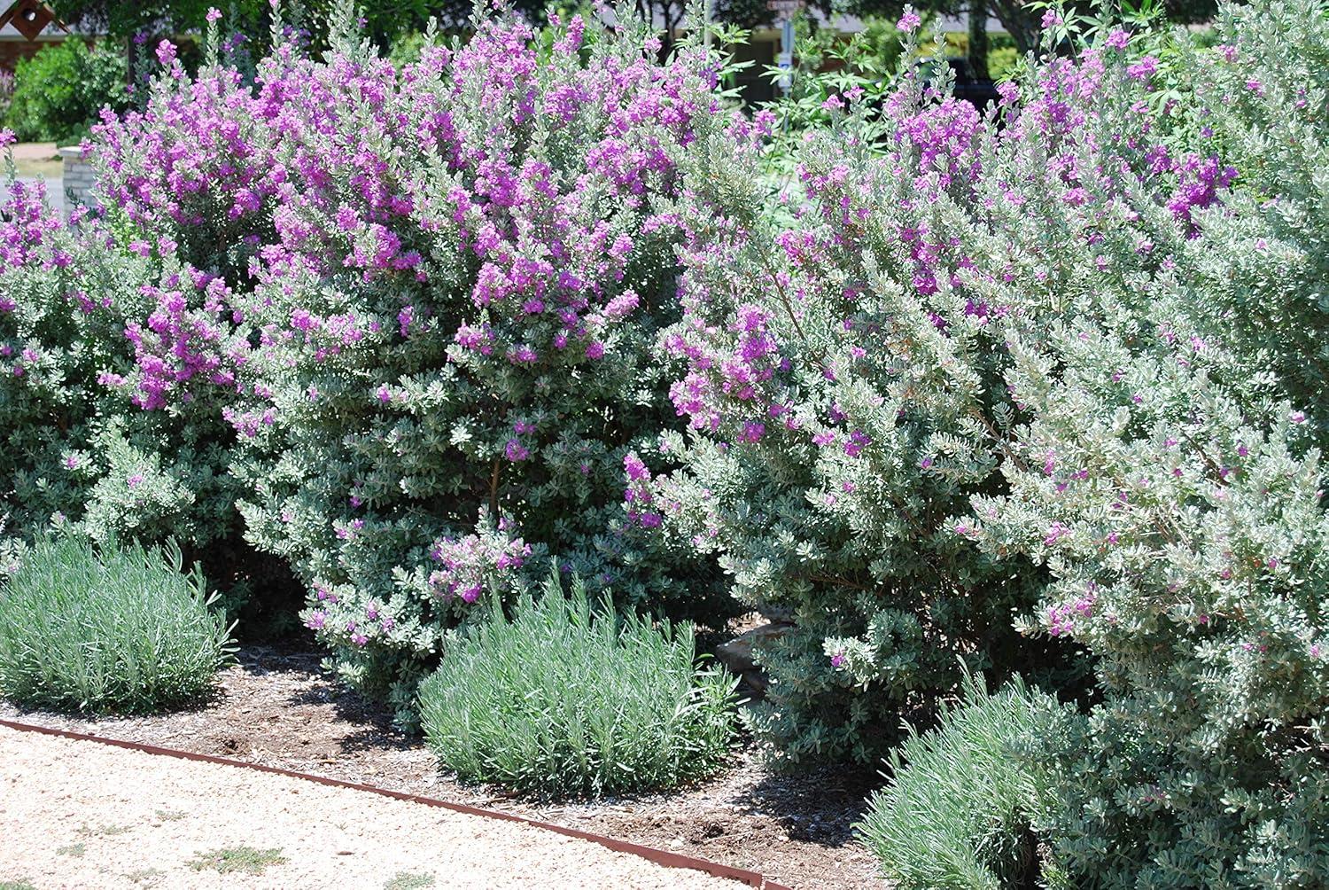 Texas Sage Outdoor Flowering Shrub with Silver Foliage