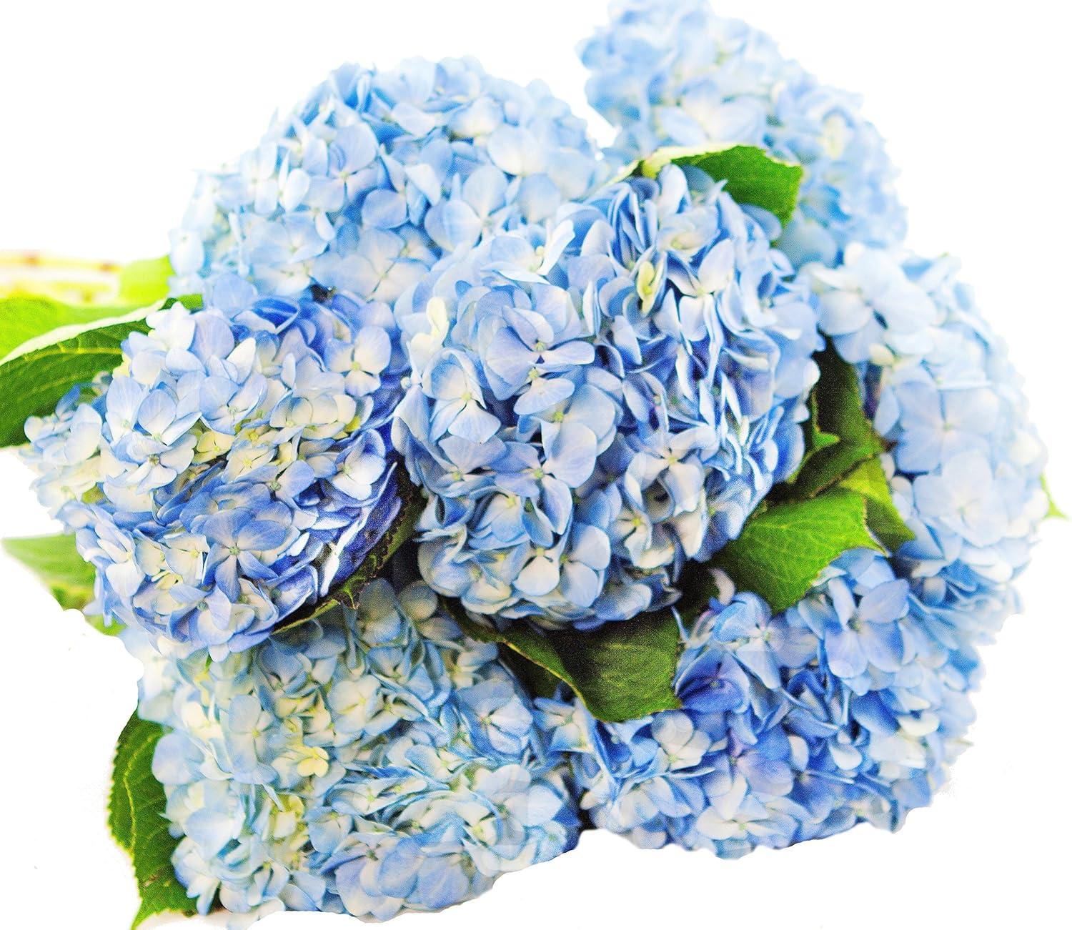 Farm-Fresh Blue Hydrangea Bouquet with Vase