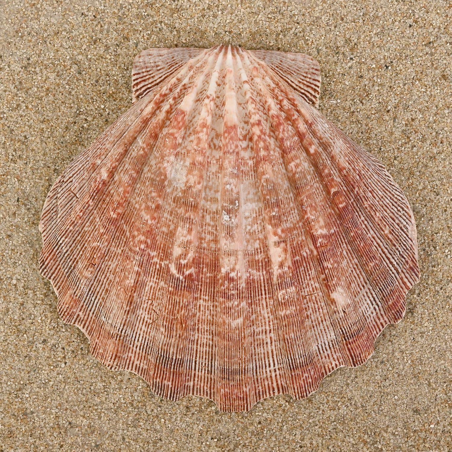 Large Red and Orange Lion Paw Shell Figurine