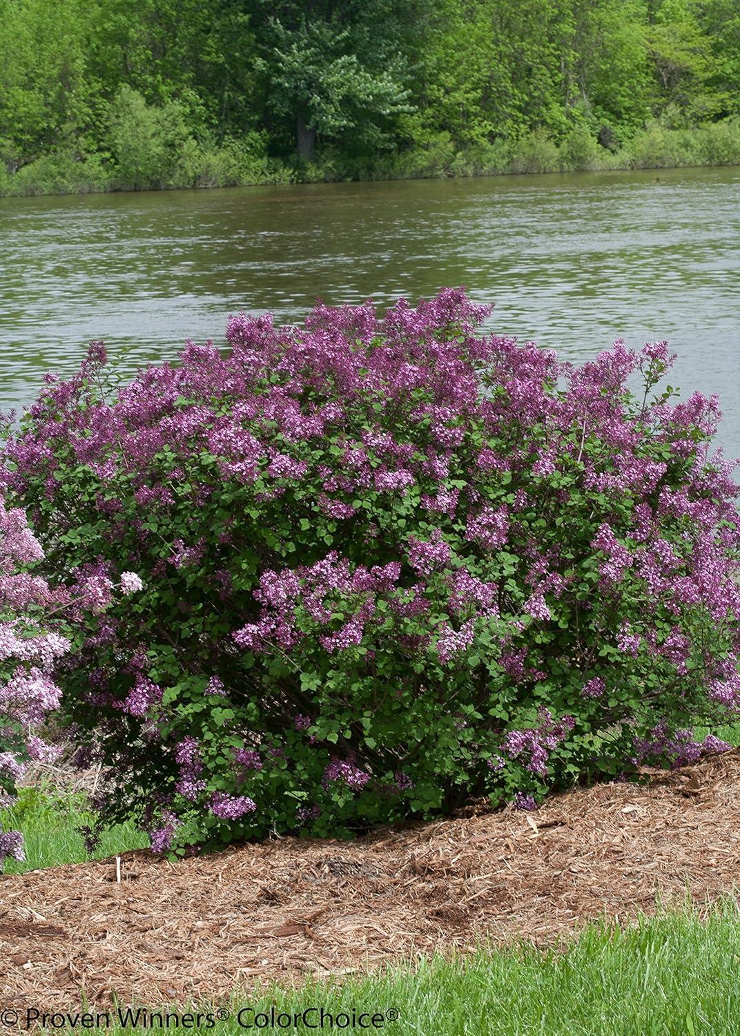 4.5 in. Dark Purple Reblooming Lilac Live Shrub