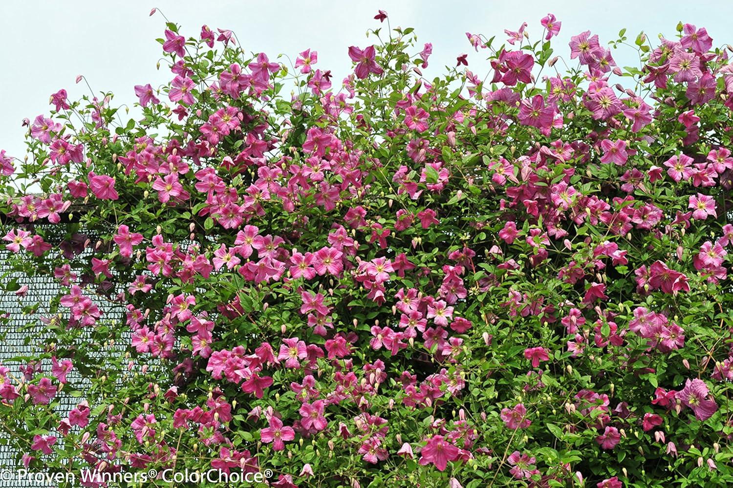 Pink Mink Clematis Trailing Flowering Shrub, 4.5 in. Quart