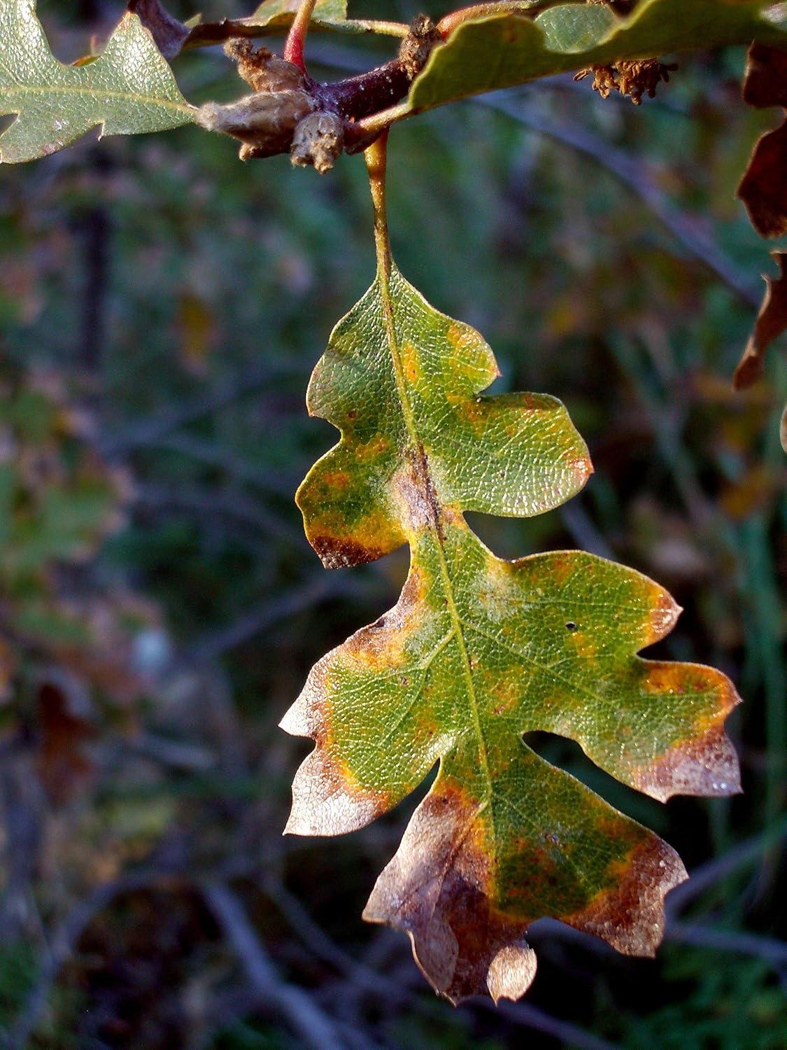 Oregon White Oak | Medium Tree Seedling | The Jonsteen Company