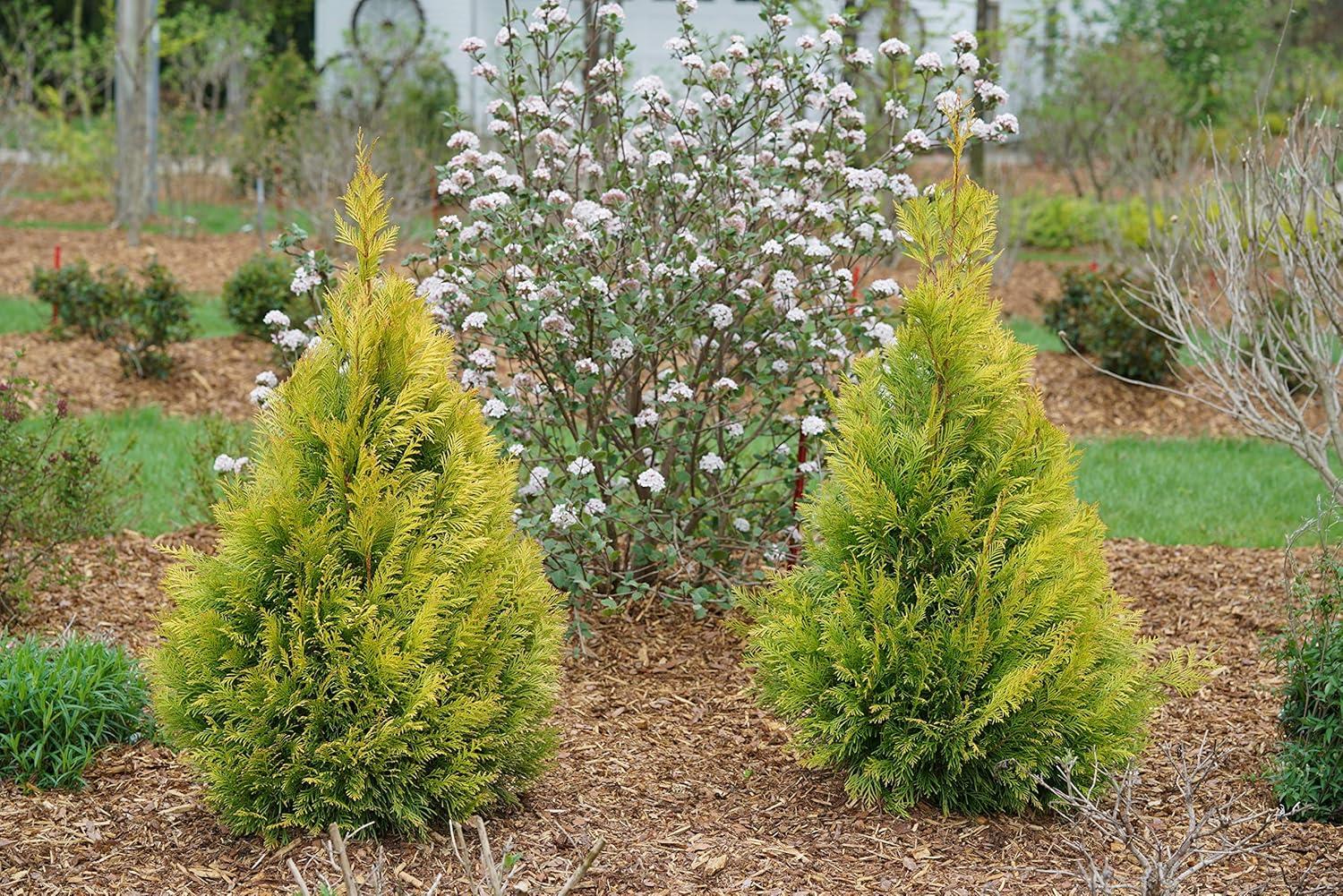 Proven Winners 1 Gallon Fluffy Western Arborvitae (Thuja) Live Evergreen Shrub