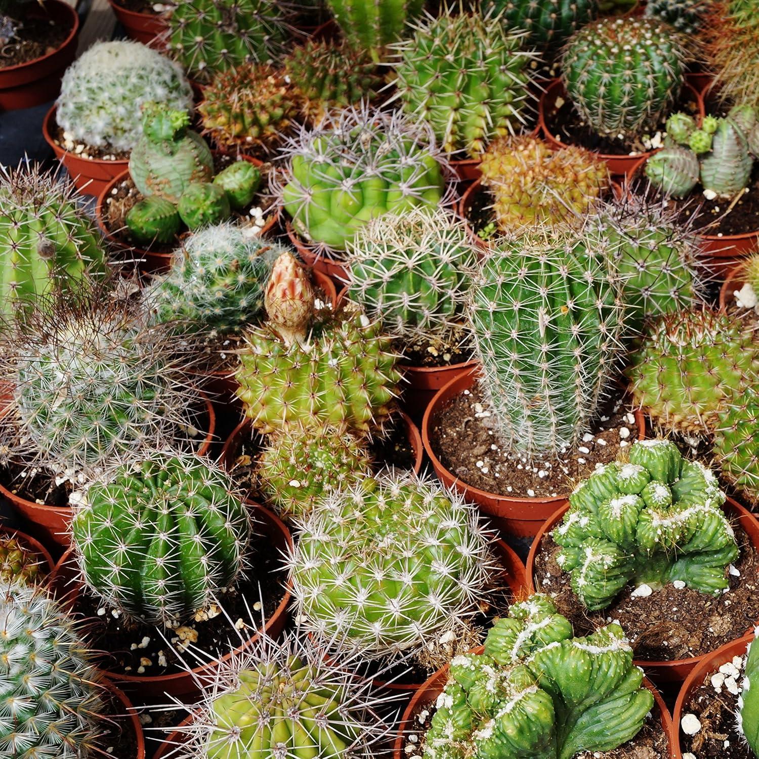 2000 Seeds Green and Brown Cactus Succulent Mix