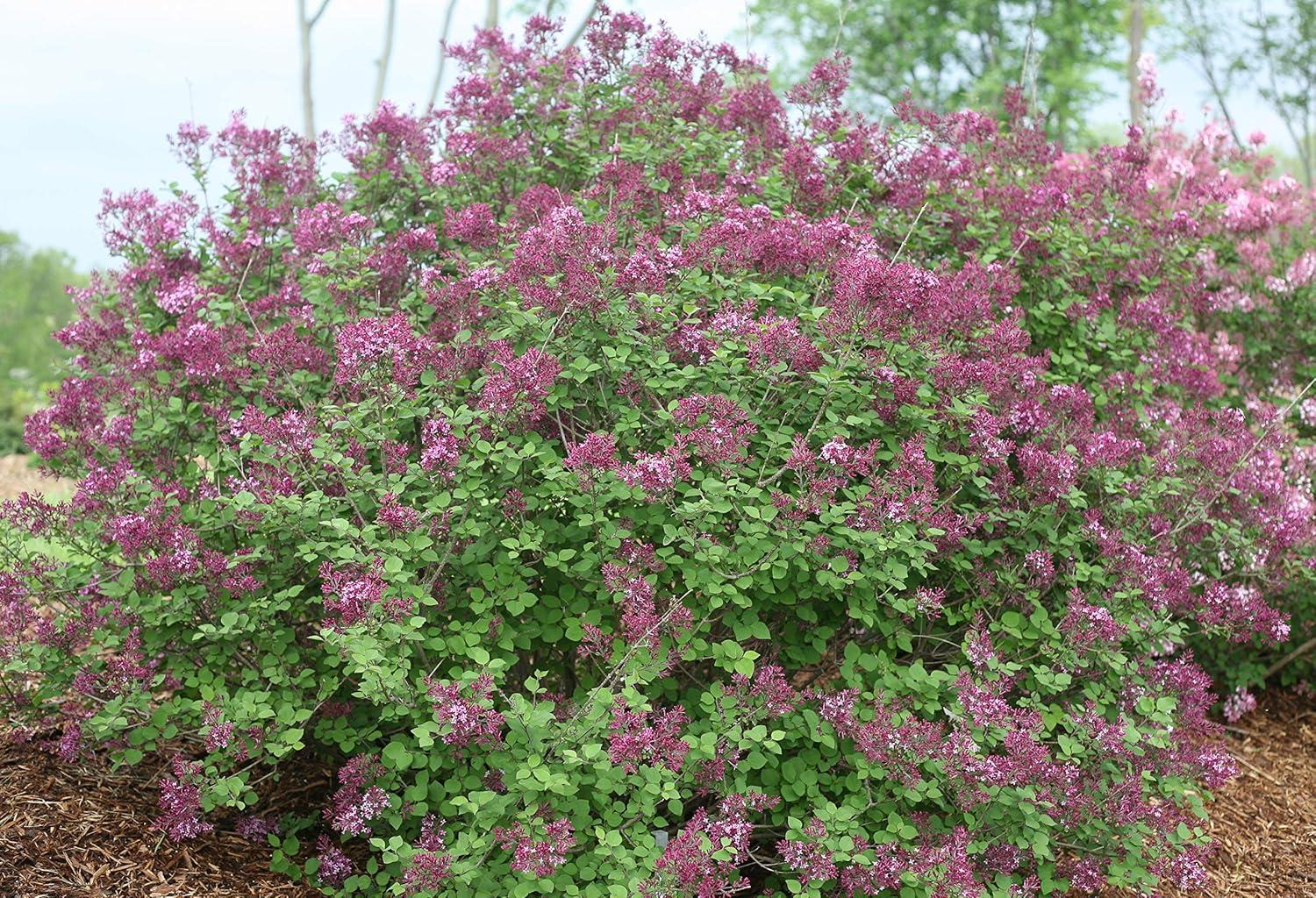 4.5 in. Dark Purple Reblooming Lilac Live Shrub