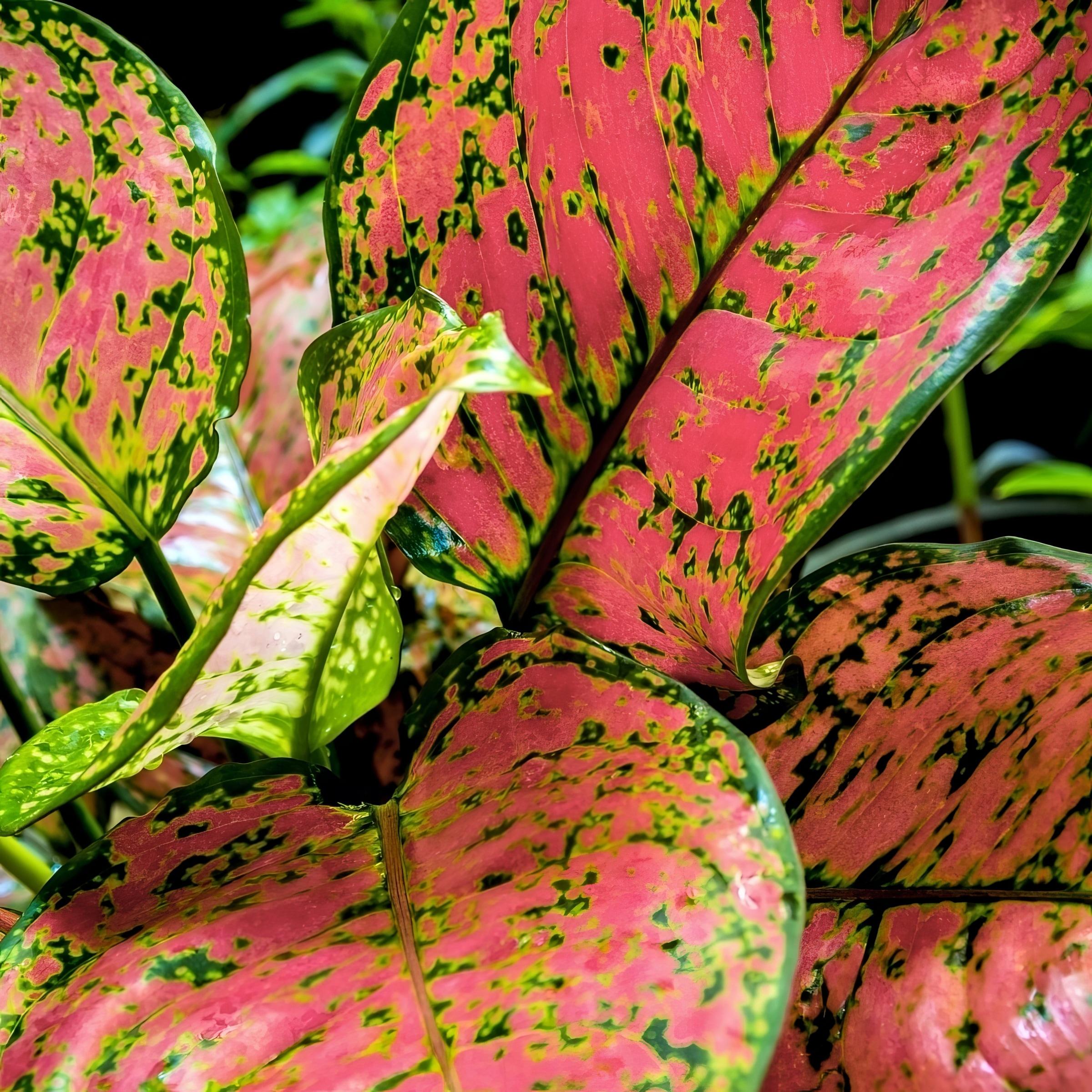 6 in. Aglaonema Red Wishes Plant
