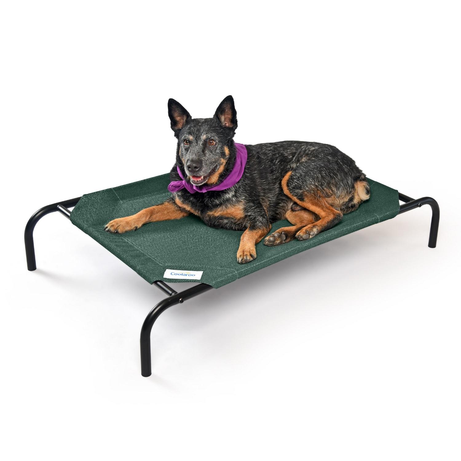 The Original Coolaroo Elevated Pet Dog Bed for Indoors & Outdoors, Medium, Green