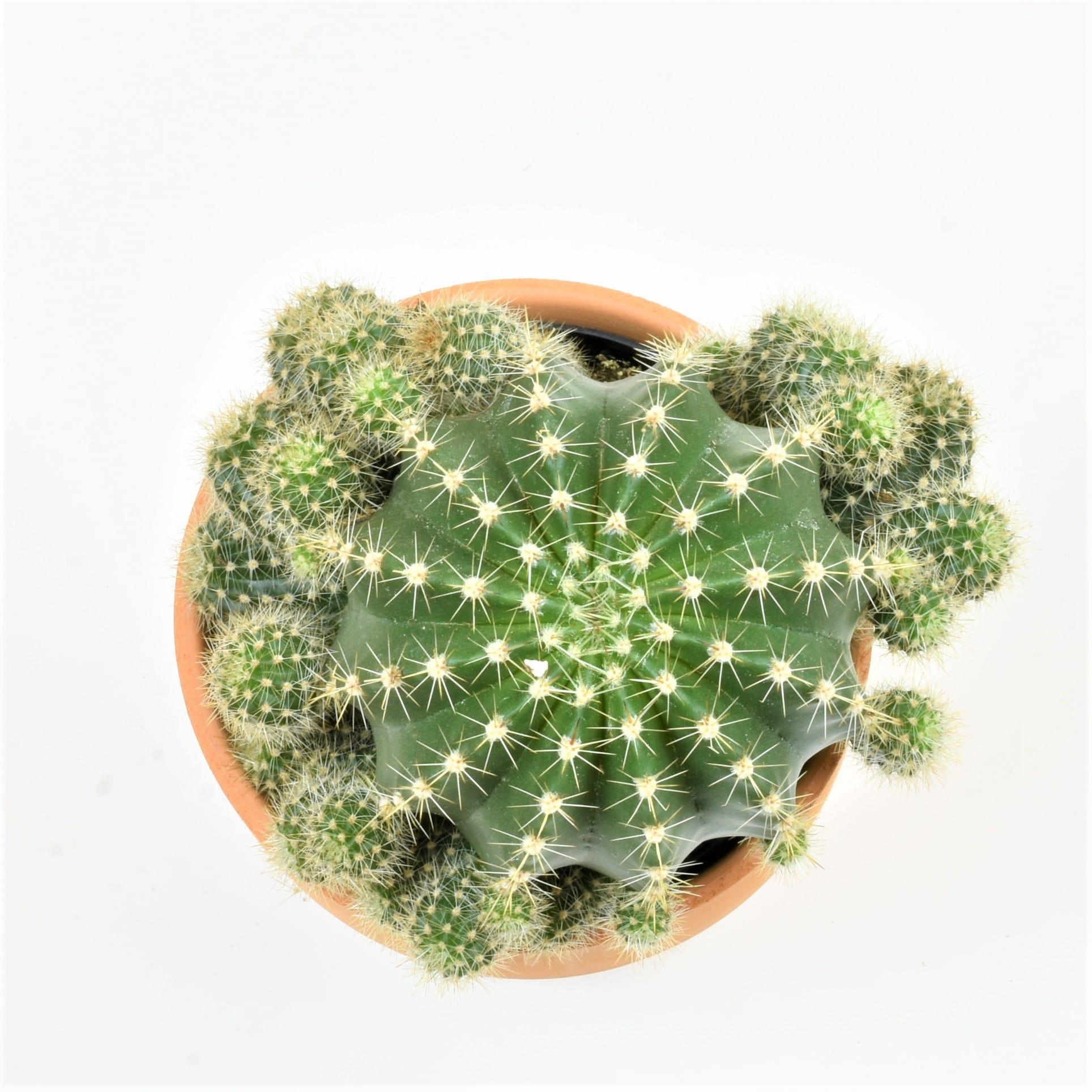 Altman Plants 3.5" Cactus Live Plant with Clay Pot