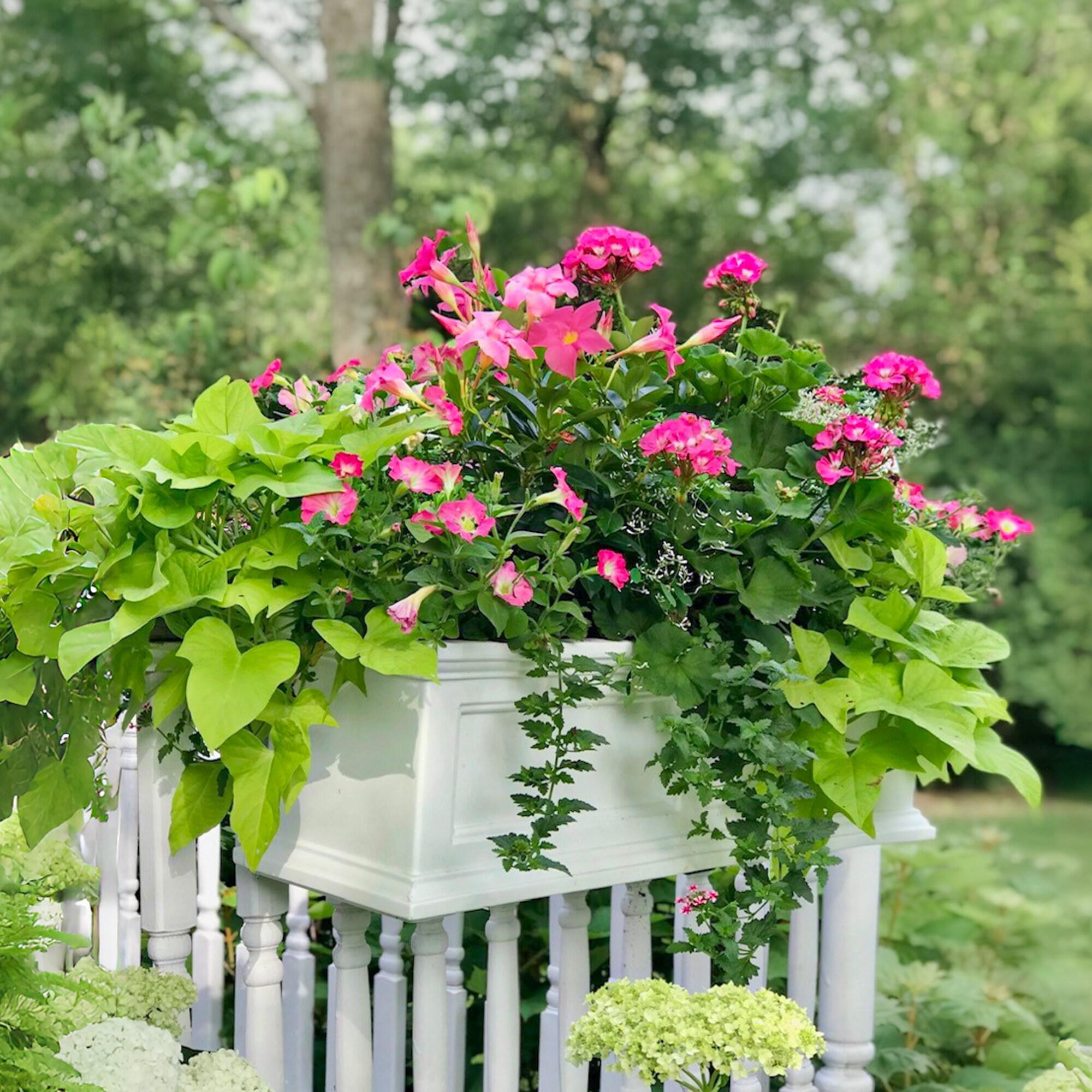 Mayne Inc. Anastasiya Resin Window Box Planter with Water Reservoir