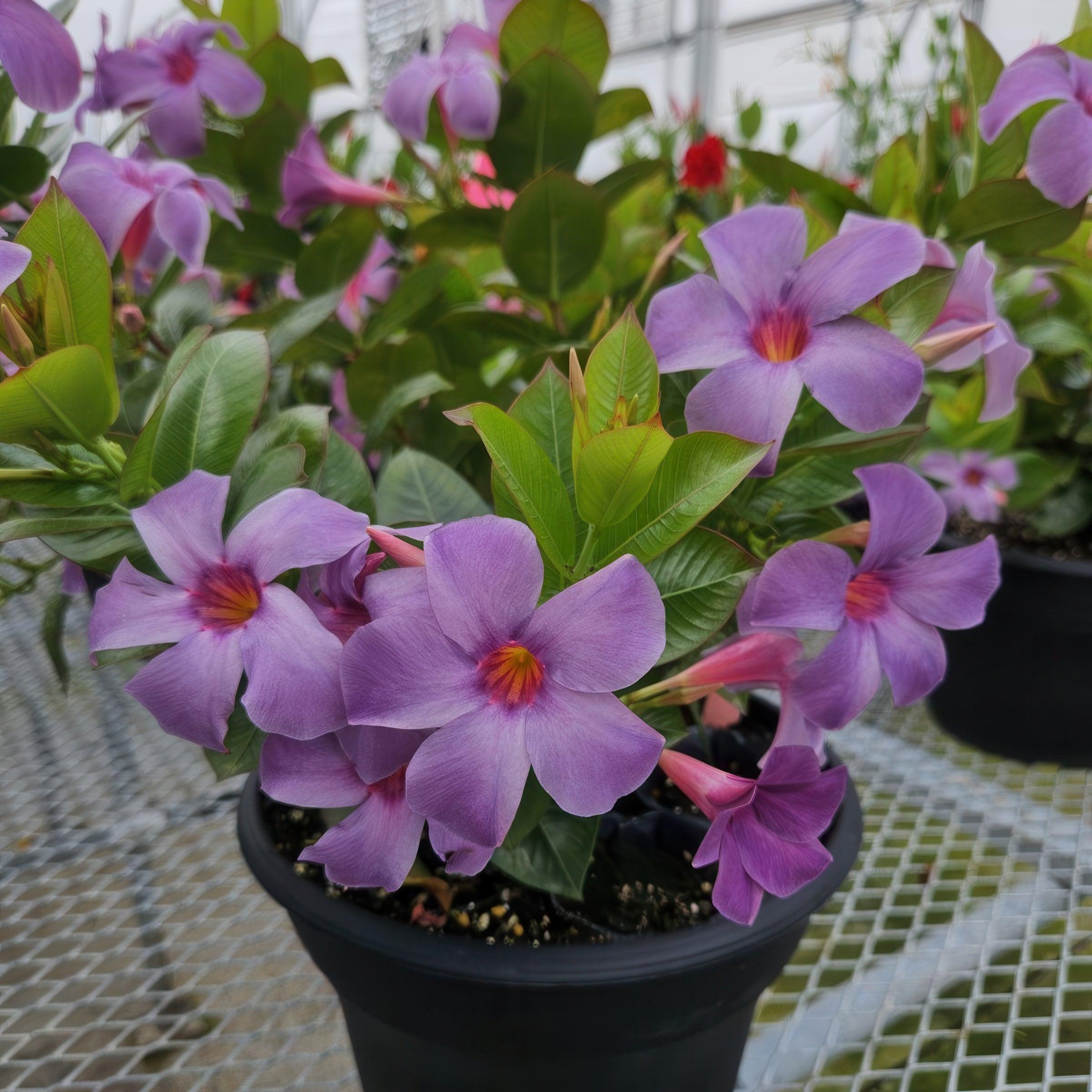 Blue Mandevilla Bluephoria Summer 4-inch Pot 3-Pack