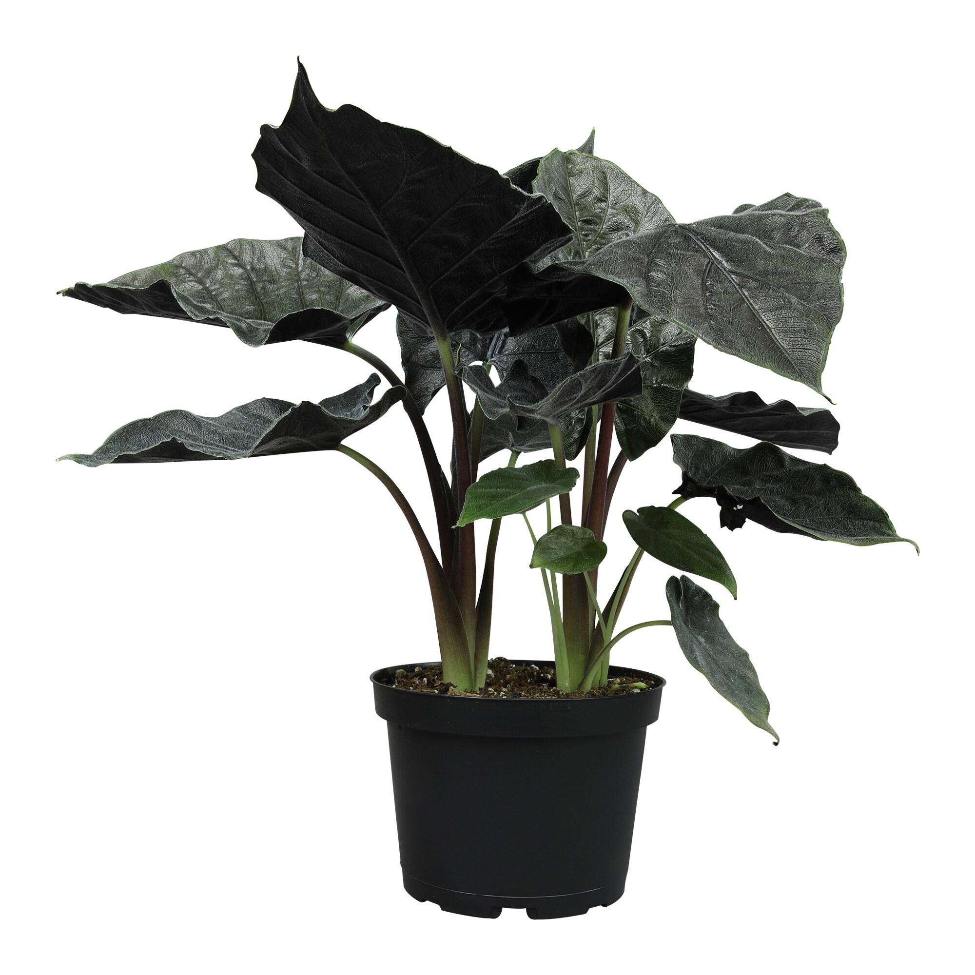 Alocasia de Terciopelo Antoro, Planta de Interior Poco Común 6 Pulgadas. Maceta de Cultivo; Sol Indirecto Element por Plantas Altman