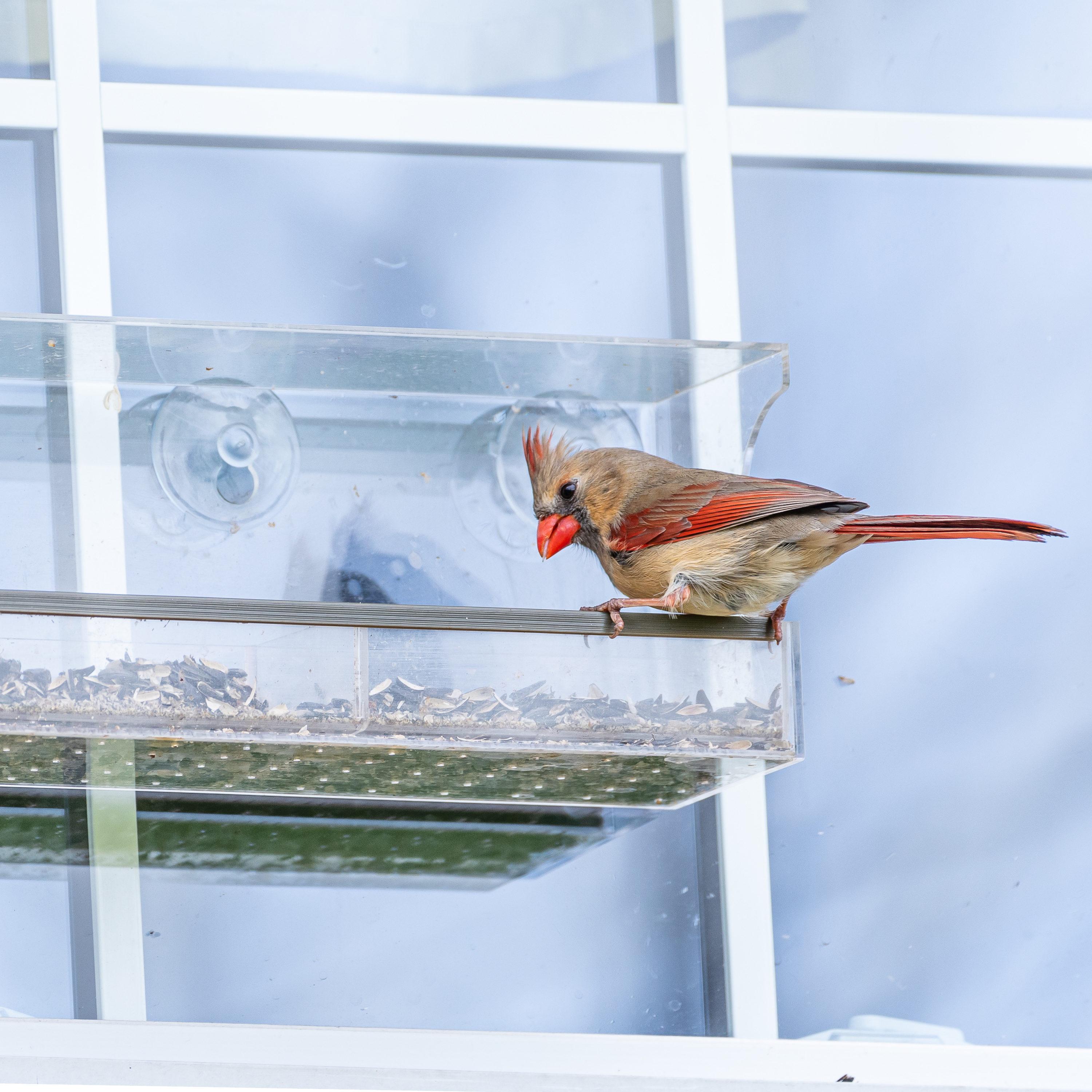 Clear Acrylic Window-Mounted Bird Feeder with Removable Seed Tray