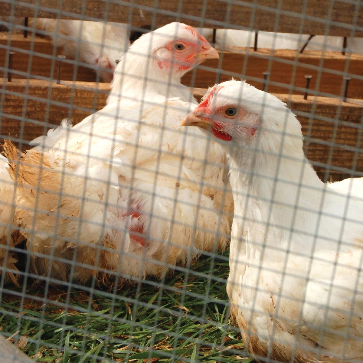 Garden Zone 30 in. W Gray Steel Wire Cage