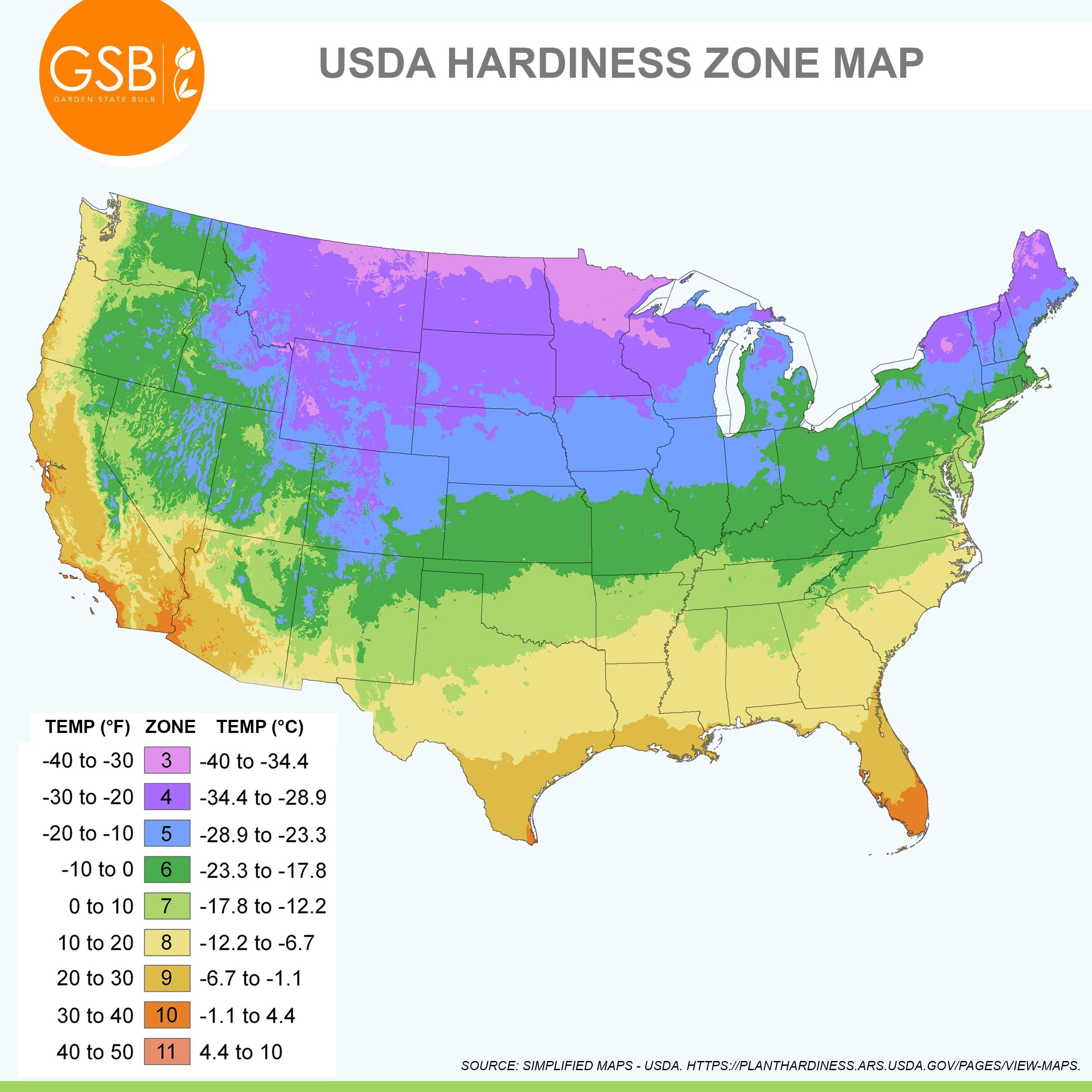 Garden State Bulb Colocasia Madeira Star Elephant Ear Bulbs, Spring Planting (Bag of 1)