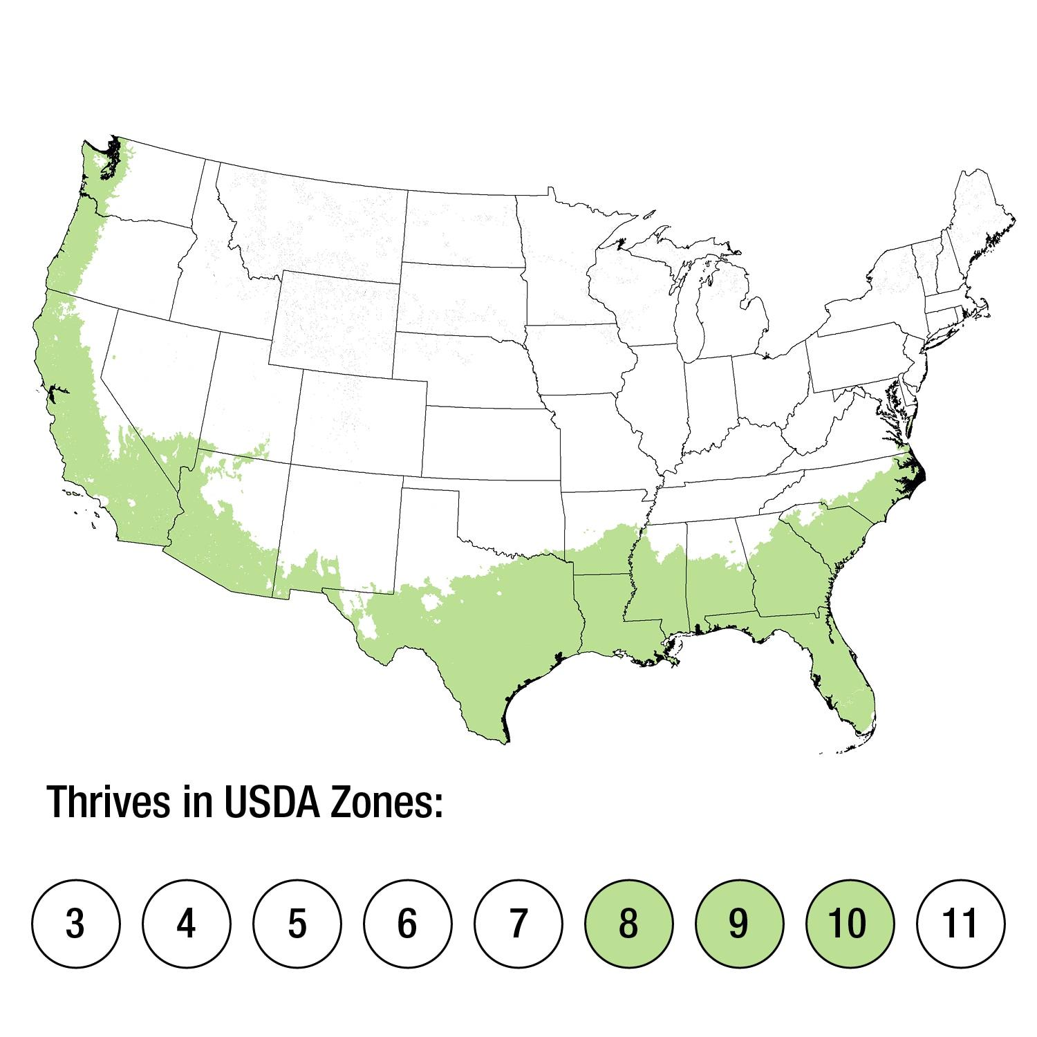 Southern Living Platinum Beauty Lomandra 'Mat Rush' Live Shrub in 2.5-Quart Grower Pot
