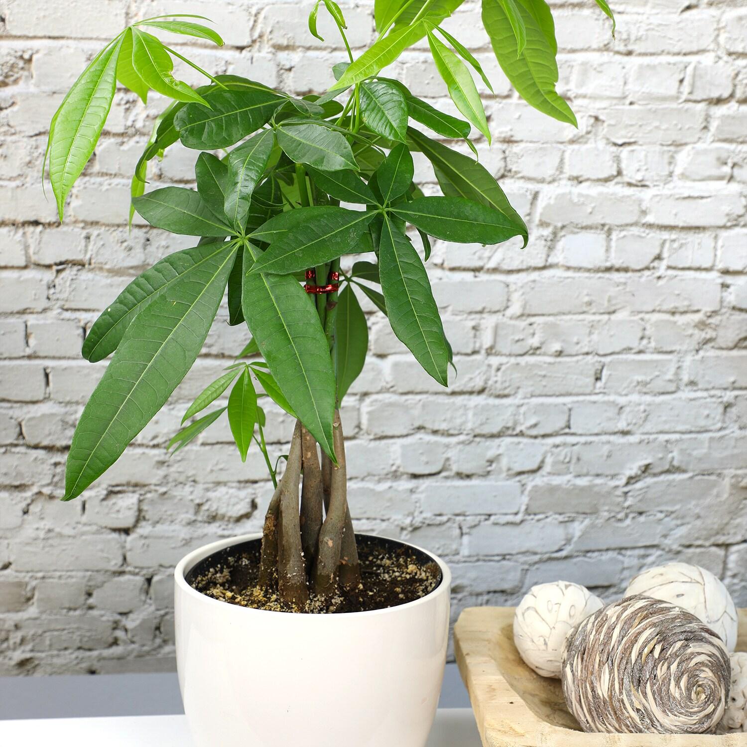 6in Money Tree Plant in Plastic Nursery Pot