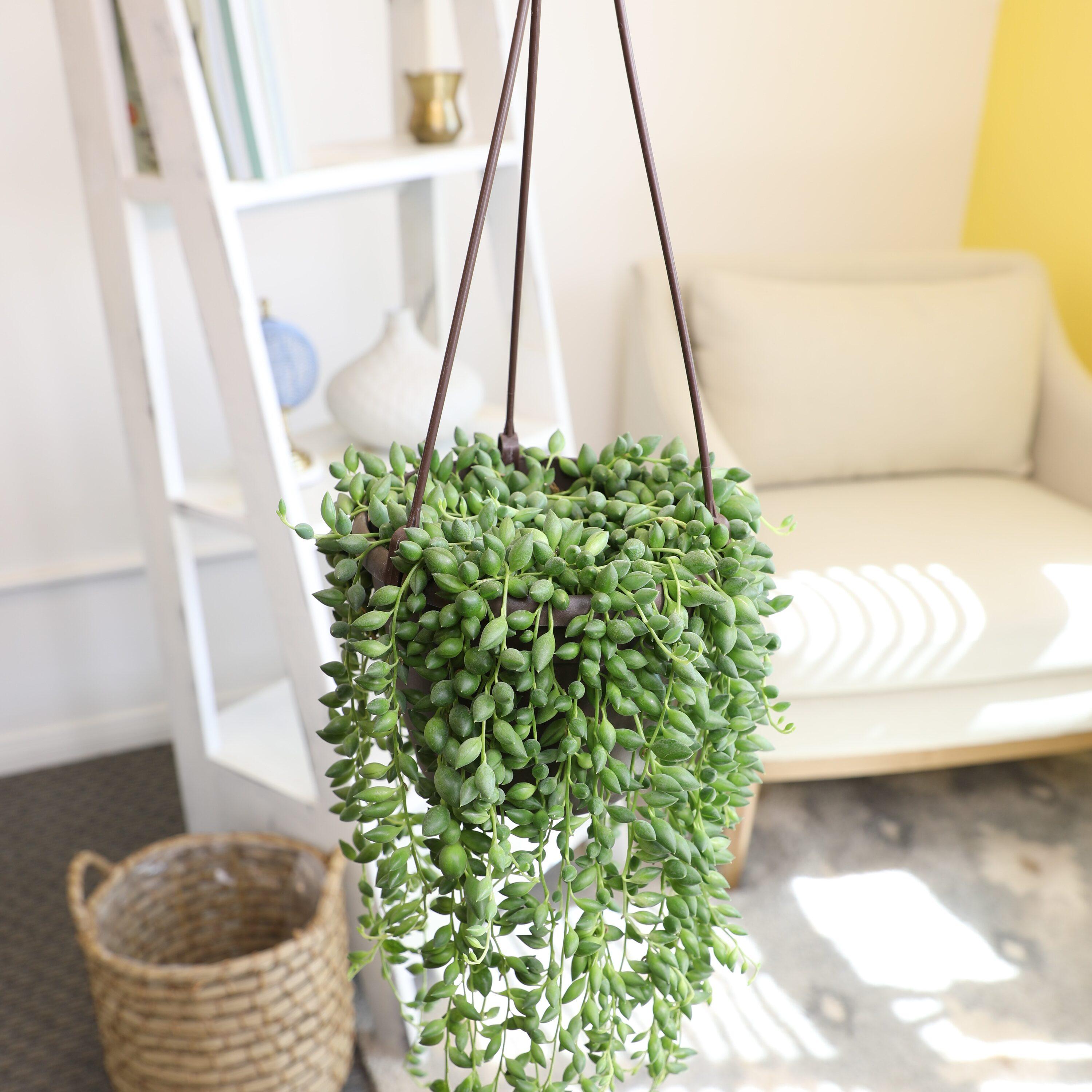 Altman Plants String of Raindrops Succulent (Senecio) 6" Easy Live Plant Hanging Basket