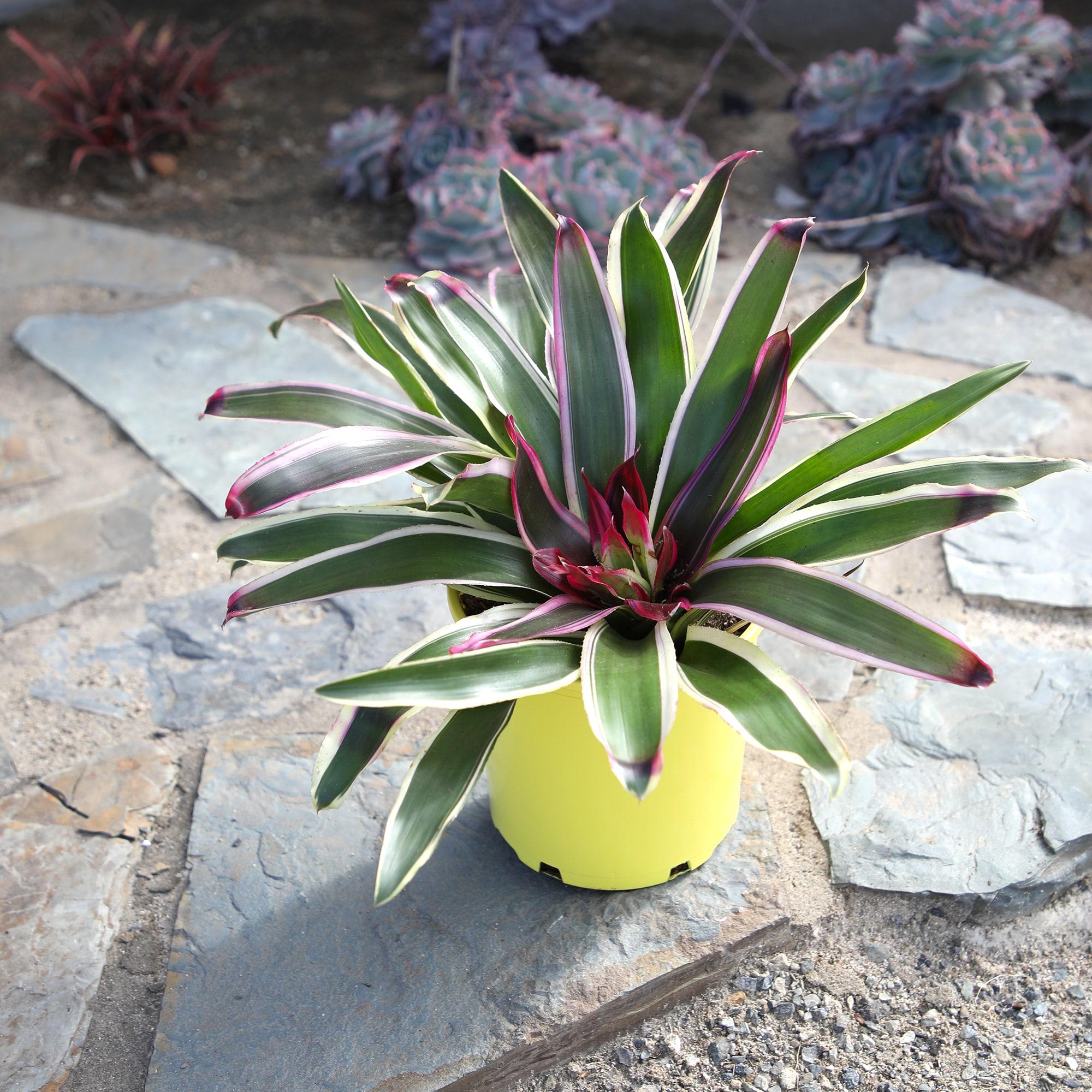 Altman Plants Neoregelia Rafael | Bromeliad Houseplant & Perennial | 4qt. Grow Pot; Indirect Light