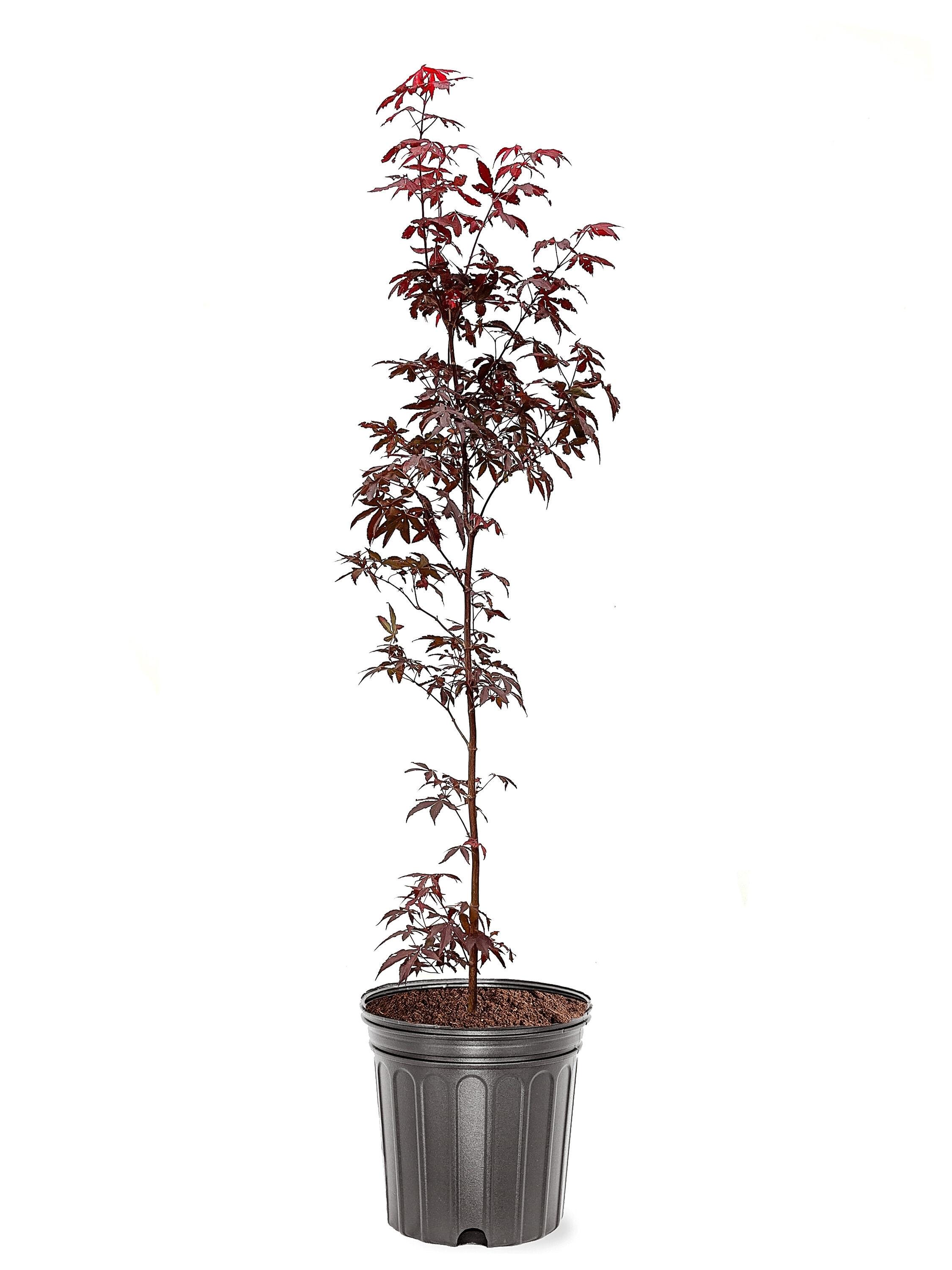 Expert Gardener 3 Gallon Bloodgood Japanese Maple