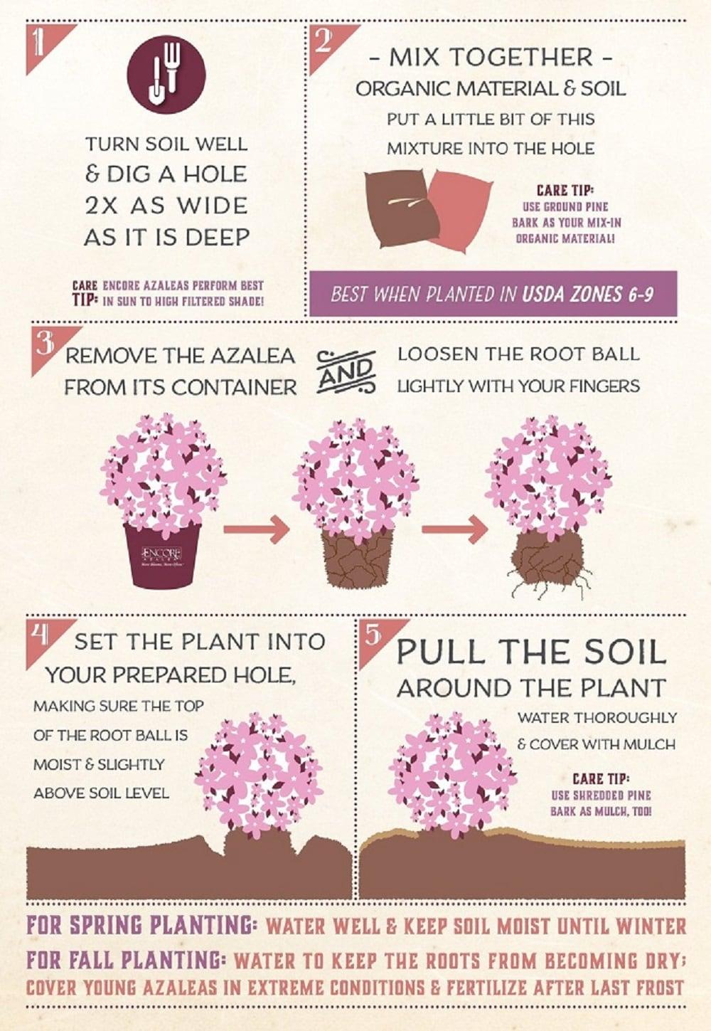 Encore Azalea 1 Gallon Autum Chiffon Encore Azalea Live Low Maintenance Plant