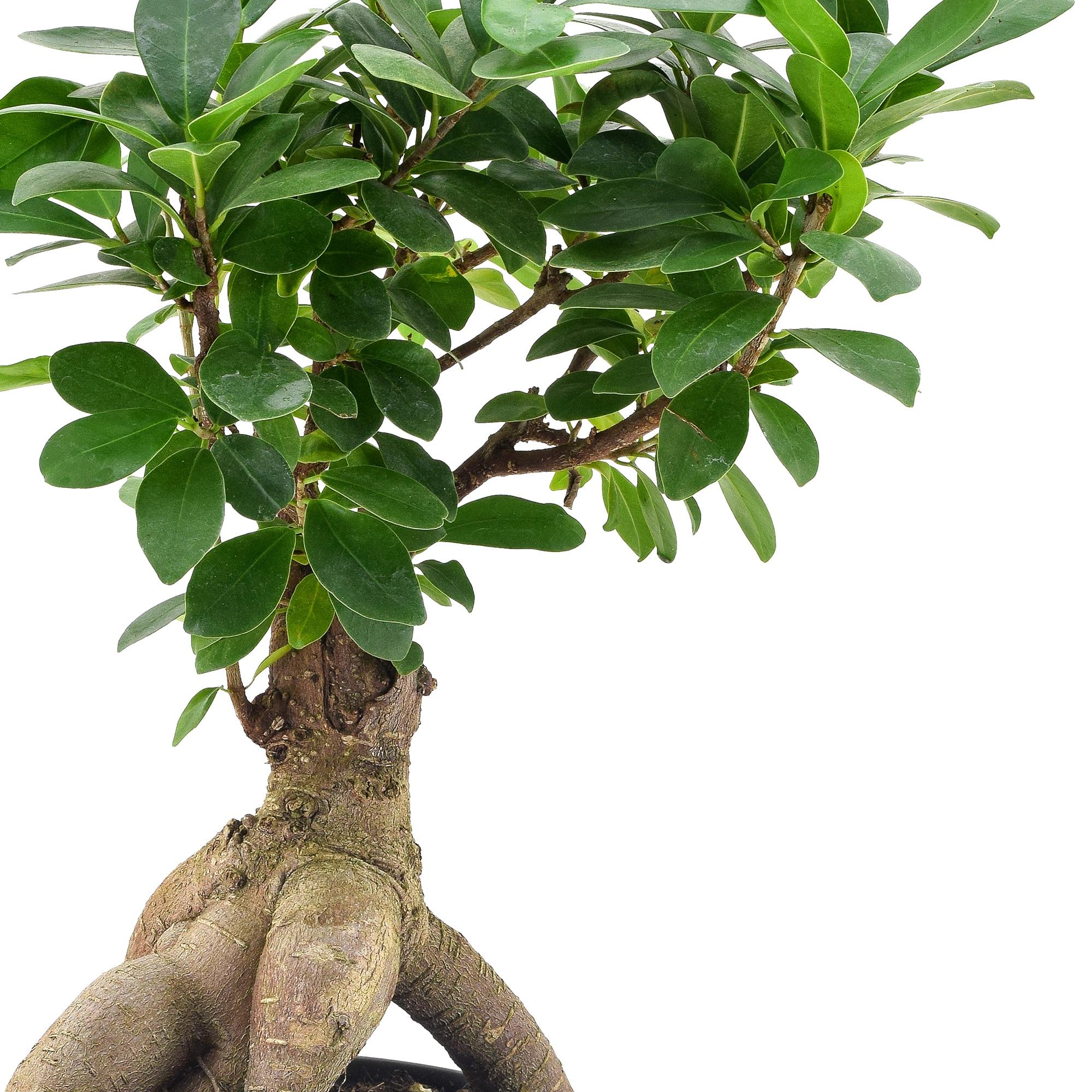 13'' Ficus Plant