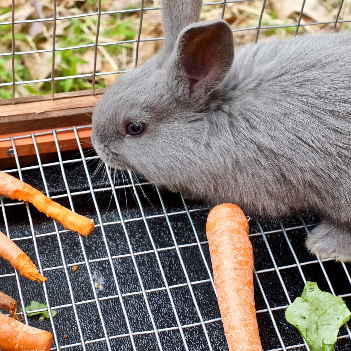 Garden Zone 30 in. W Gray Steel Wire Cage