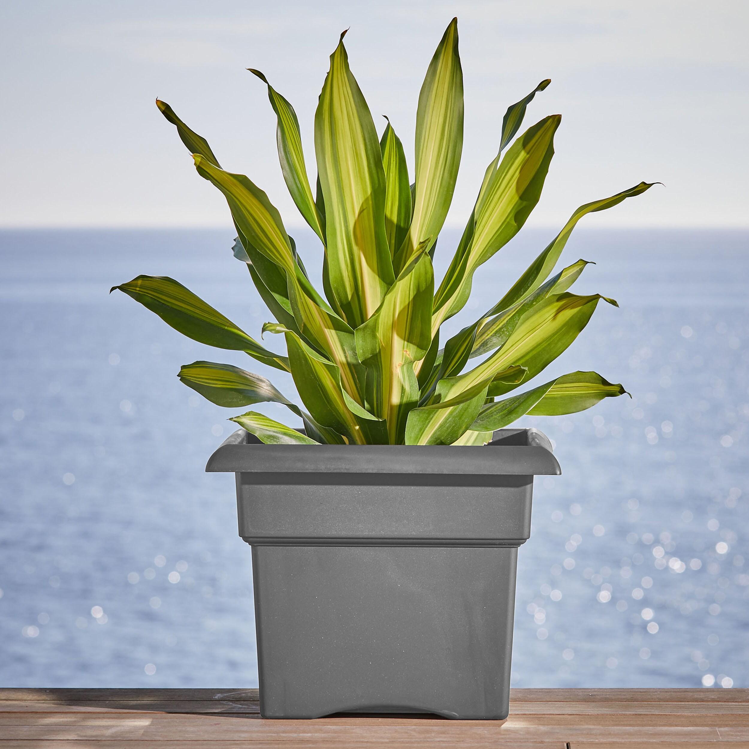 Bloem Veranda Square Deck Box Planter: 18" - Charcoal - Matte Finish, Weatherproof Plastic, Optional Drainage Holes, for Indoor and Outdoor Use, Gardening, 9 Gallon Capacity