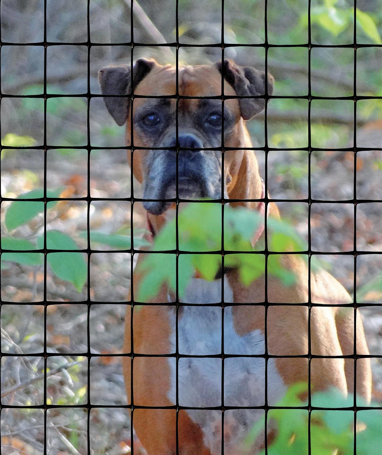 Tenax Select Pet Fence, Black, 4 X 100 Feet