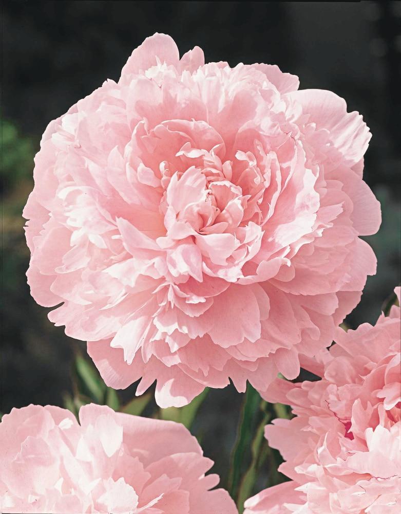 Pillow Talk Peony Dormant Bare Root Perennial Starter Plant (1-Pack)