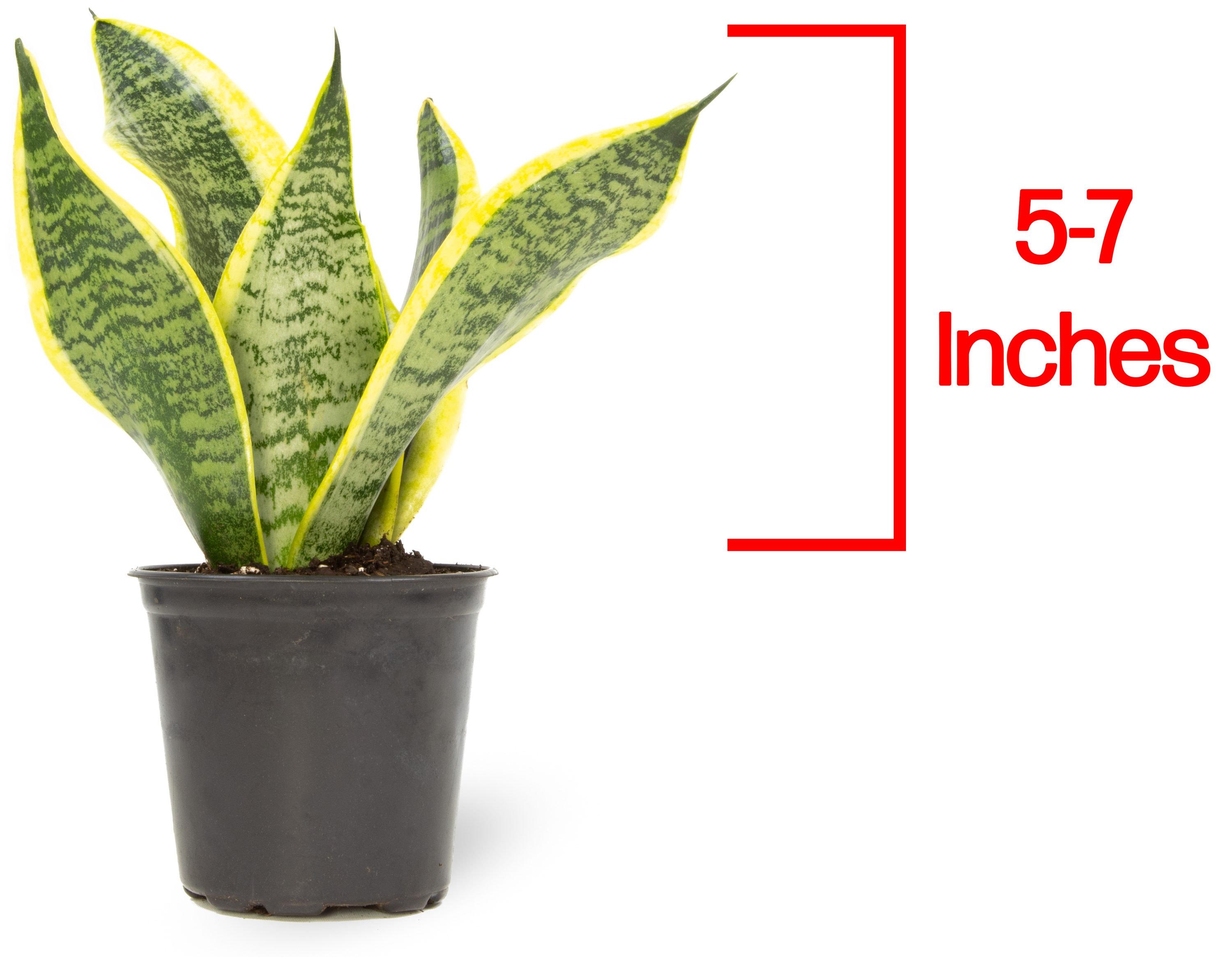 Altman Plants Easy Live Snake Plant, Sansevieria Superba; 4.25 in Grower Pot; Partial Sun