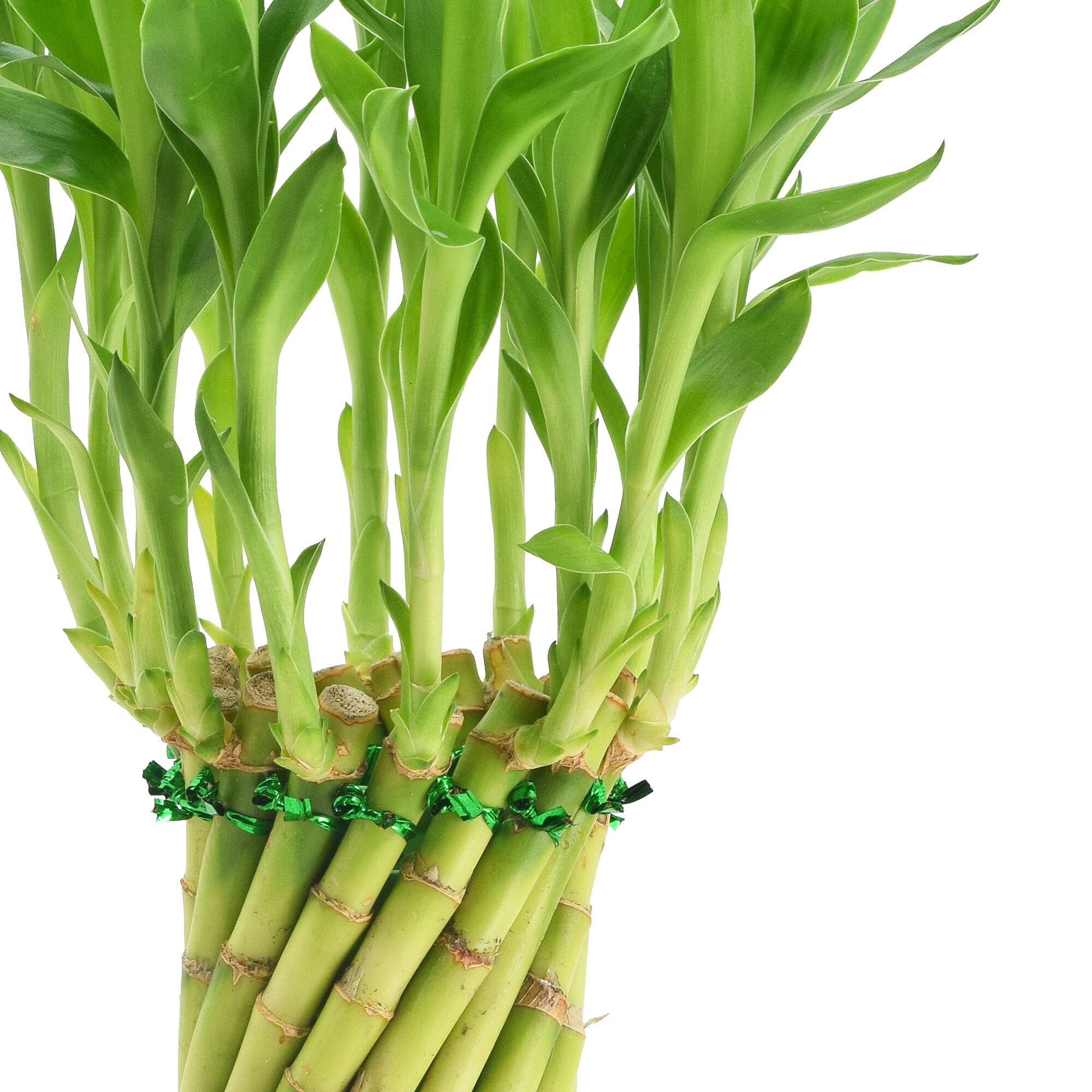 Arcadia Garden Products Live Bamboo Plant in Ceramic Planter