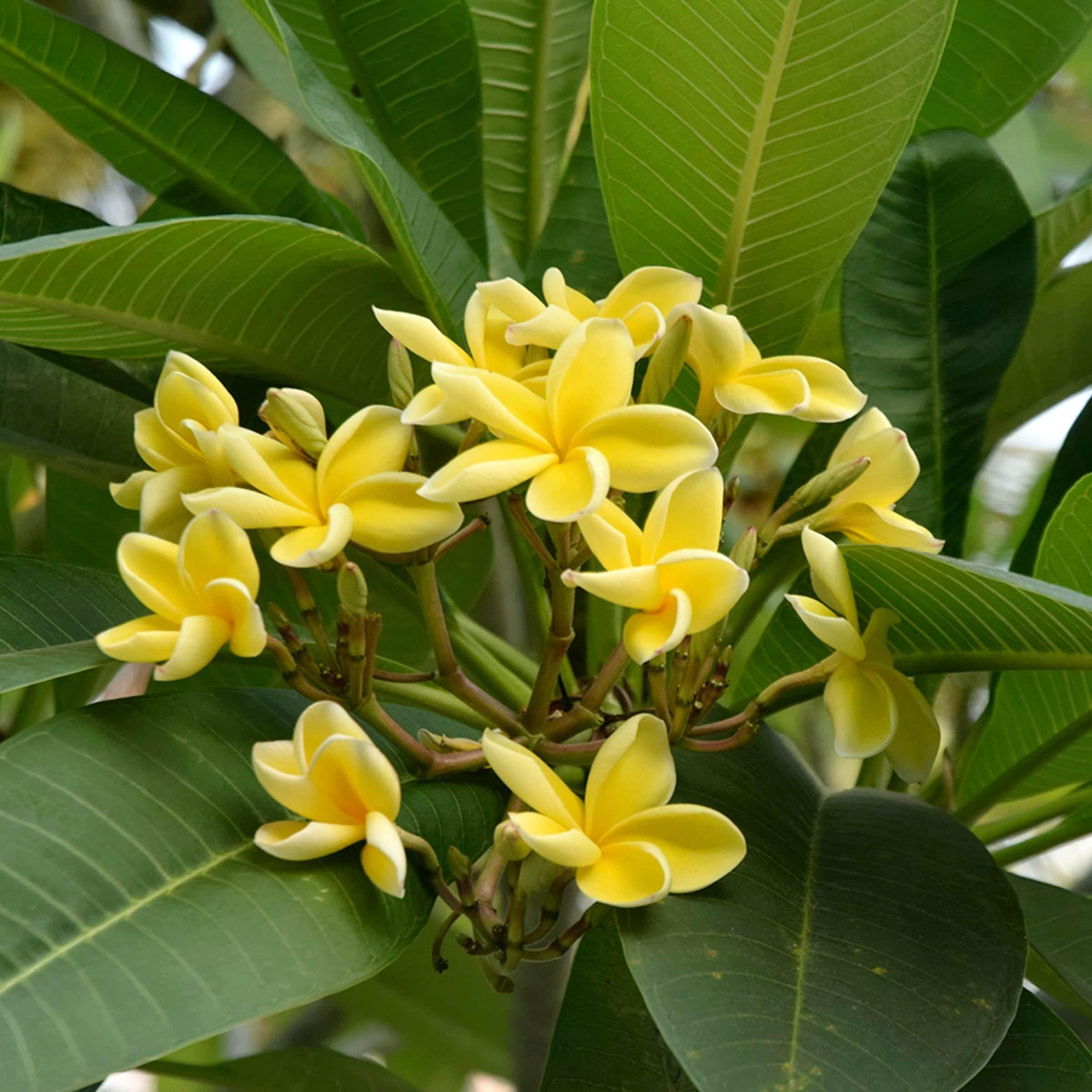 Yellow Gold Plumeria Flowering Bush in Green Planter