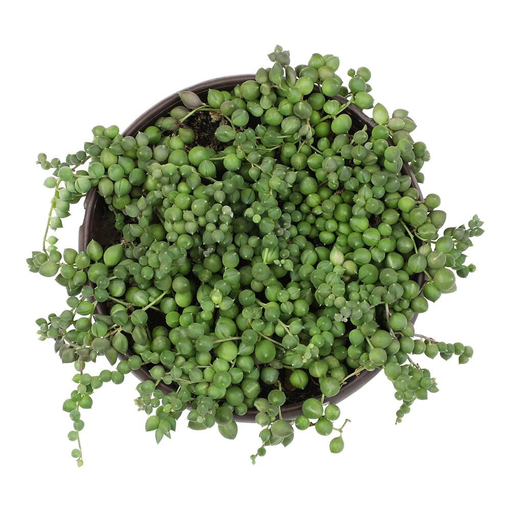 Element By Altman Plants String of Pearls Succulent (Senecio Rowleyanus) 6" Live Plant Hanging Basket