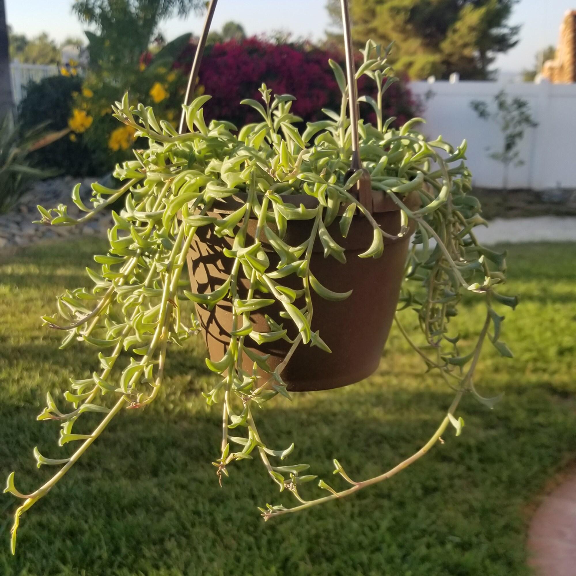 Element by Altman Plants String of Dolphins Succulent (Senecio Peregrinus) 6" Easy Live Plant Hanging Basket