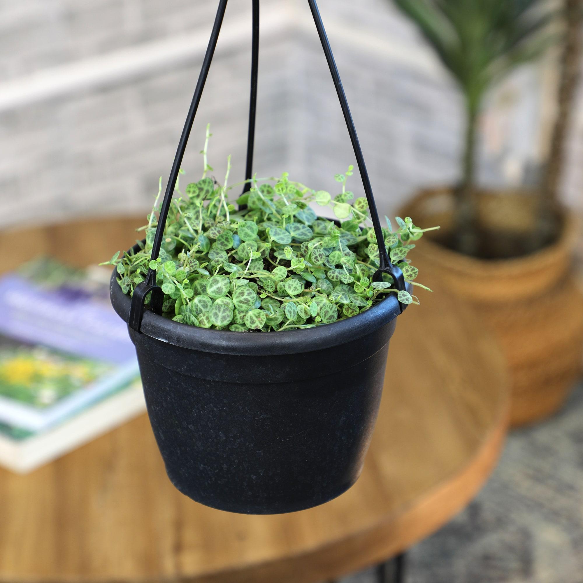 String of Turtles Peperomia, Pet Friendly | 6" Hanging Pot | Full Sun | Element by Altman Plants