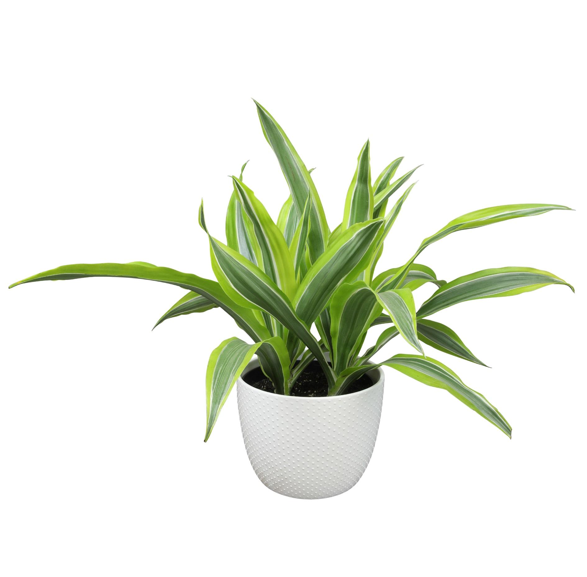 Lemon Lime Corn Plant in 6" White Décor Pot | Easy Care, Filtered Sun | Element by Altman Plants