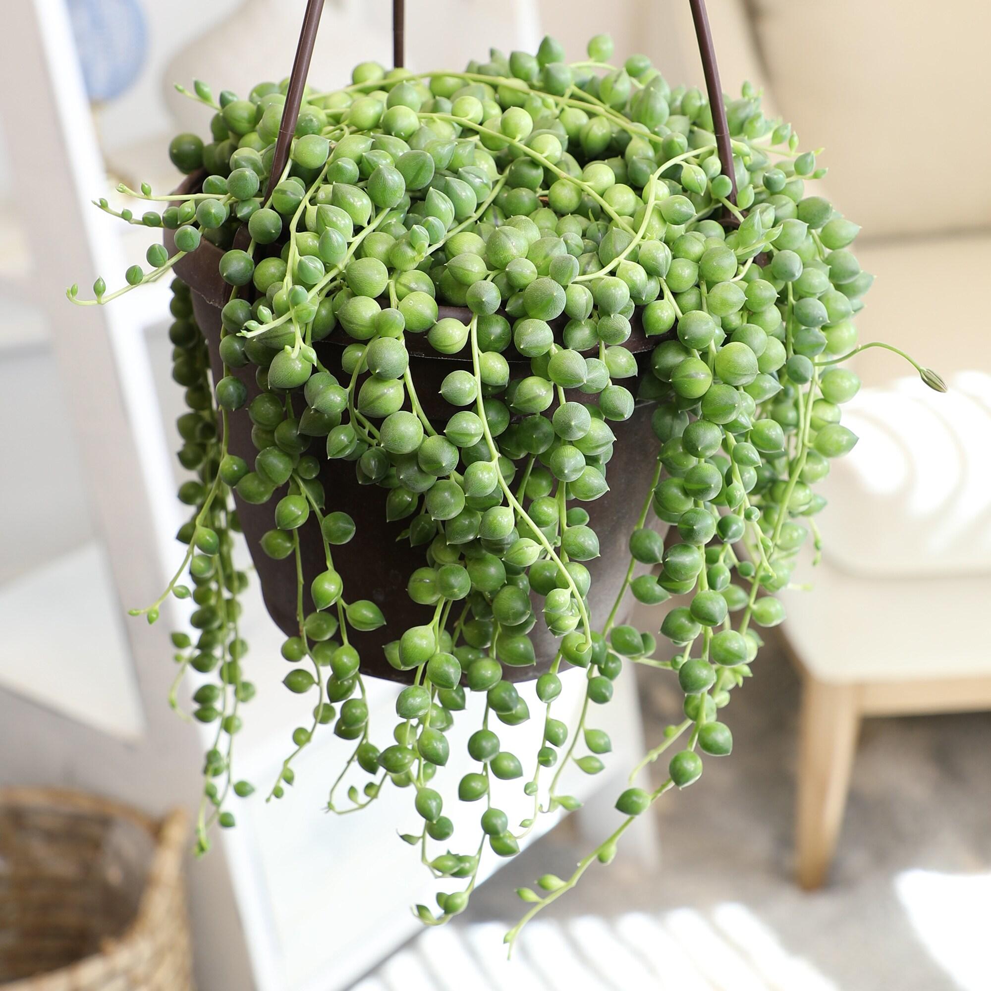 Element By Altman Plants String of Pearls Succulent (Senecio Rowleyanus) 6" Live Plant Hanging Basket