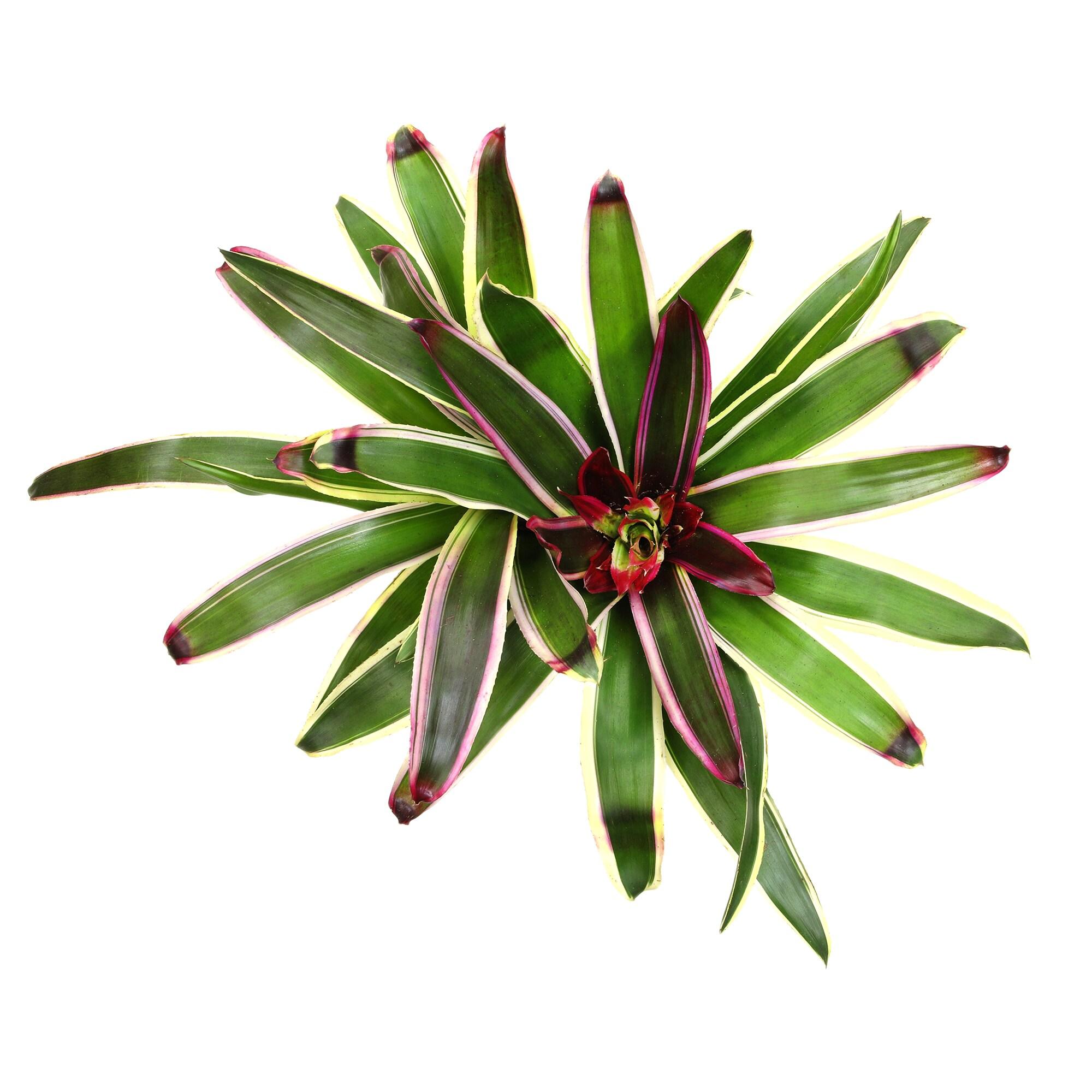 Altman Plants Neoregelia Rafael | Bromeliad Houseplant & Perennial | 4qt. Grow Pot; Indirect Light
