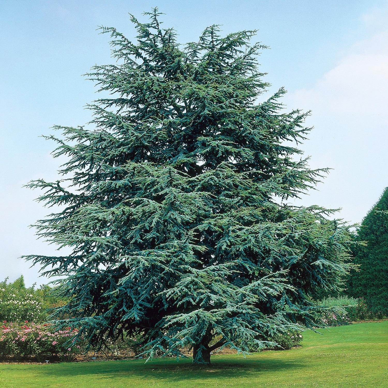 Electric Blue Deodora Cedar Tree Potted Evergreen Plant, in a 2.25 Gal. Pot