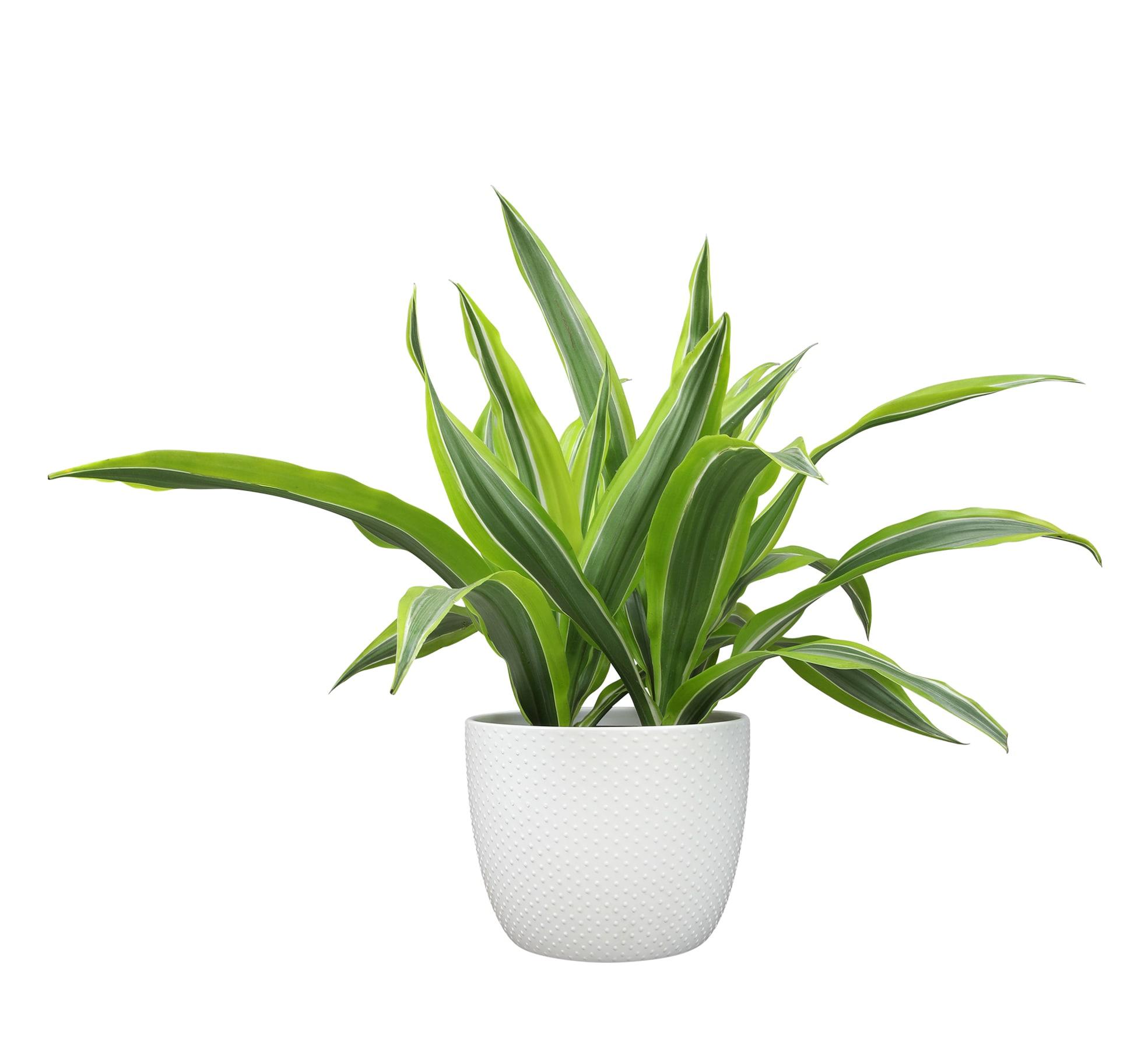 Lemon Lime Corn Plant in 6" White Décor Pot | Easy Care, Filtered Sun | Element by Altman Plants