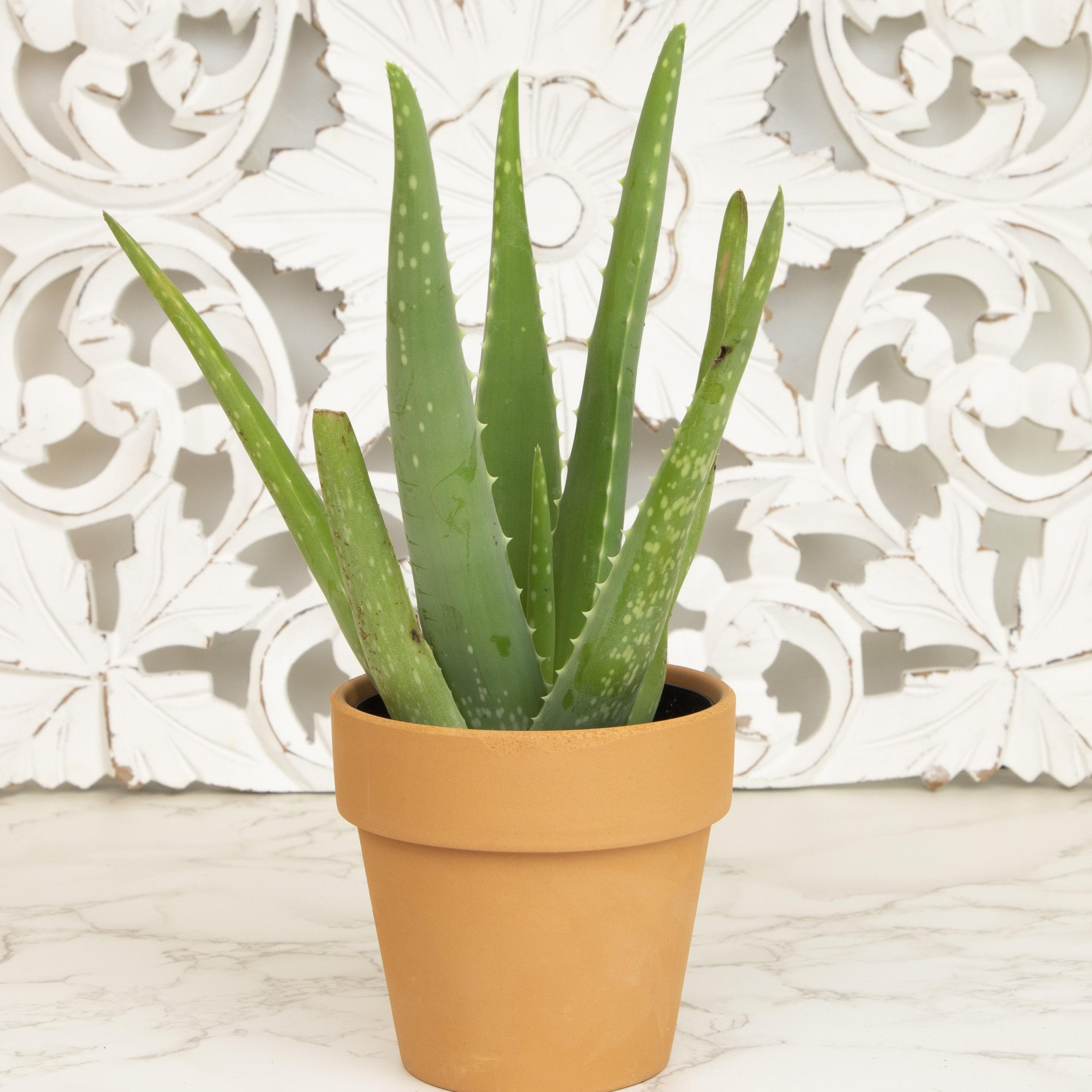 Altman Plants Aloe Vera Succulent Decor - Live Plant Gift - 3.5 in Terracotta Plant Pot