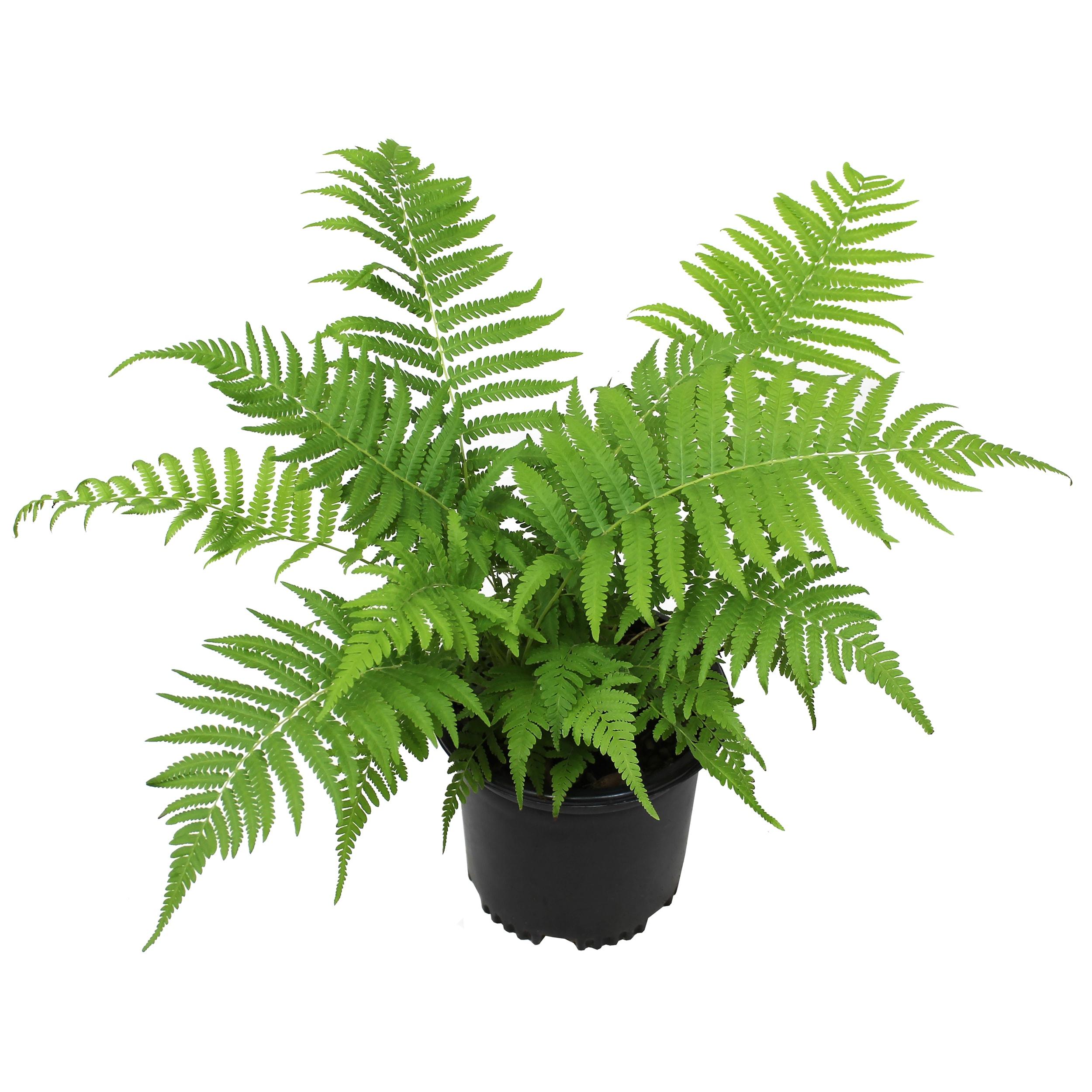 Altman Plants 1Gal Southern Wood Fern Live Plant