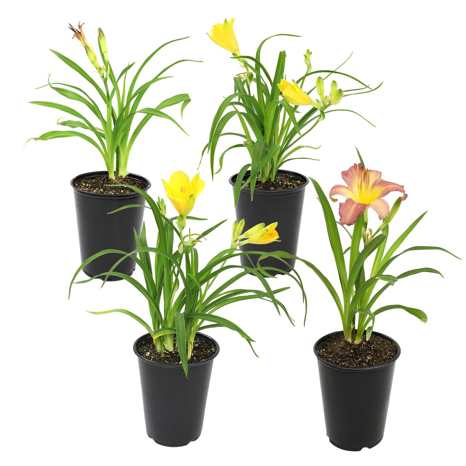 Altman Plants 1QT Assorted Daylily Live Plants (4 Pack) with Grower Pots