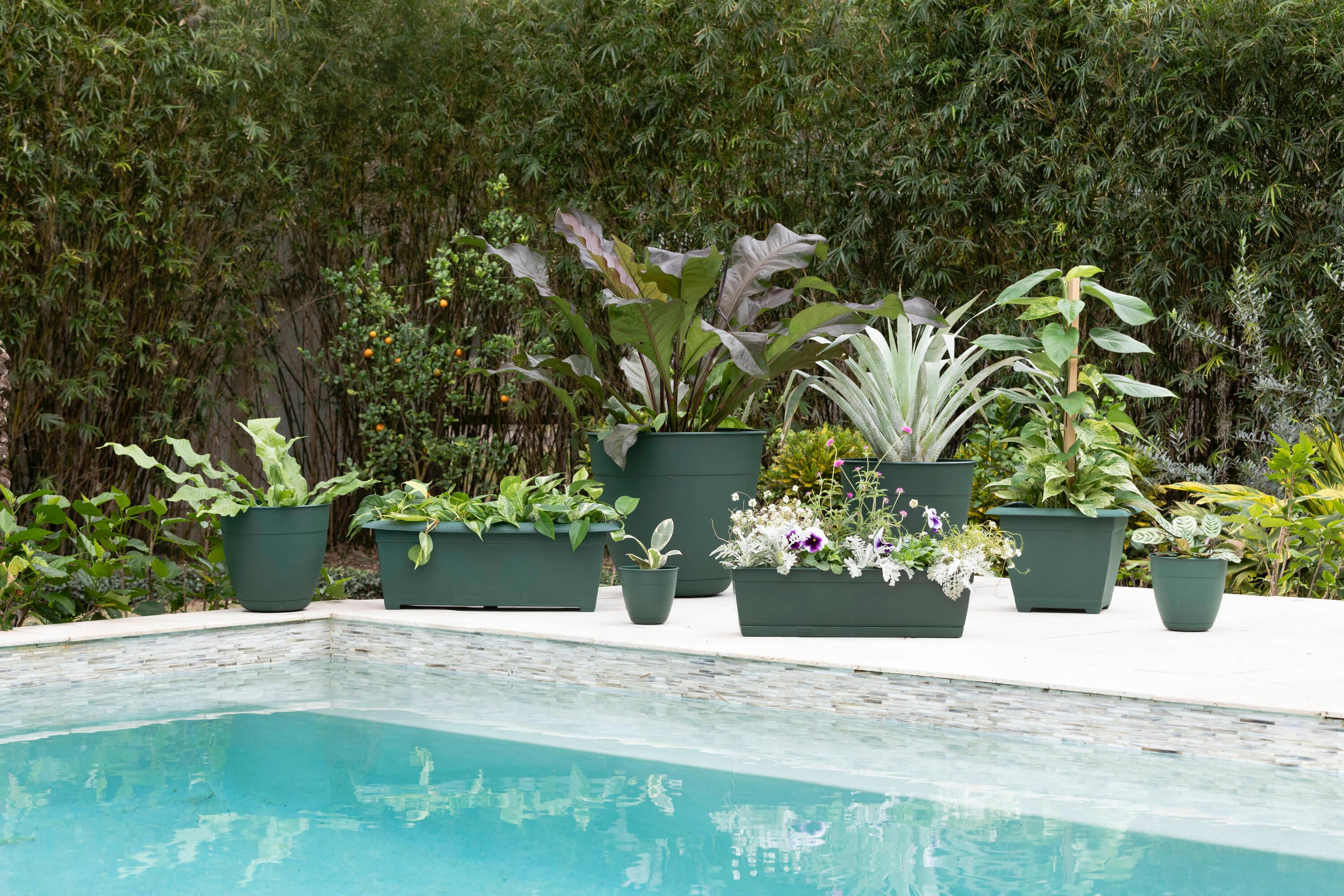 Bloem Dayton 6.87 in. H X 24 in. W Plastic Ocean Series Window Box Turtle Green
