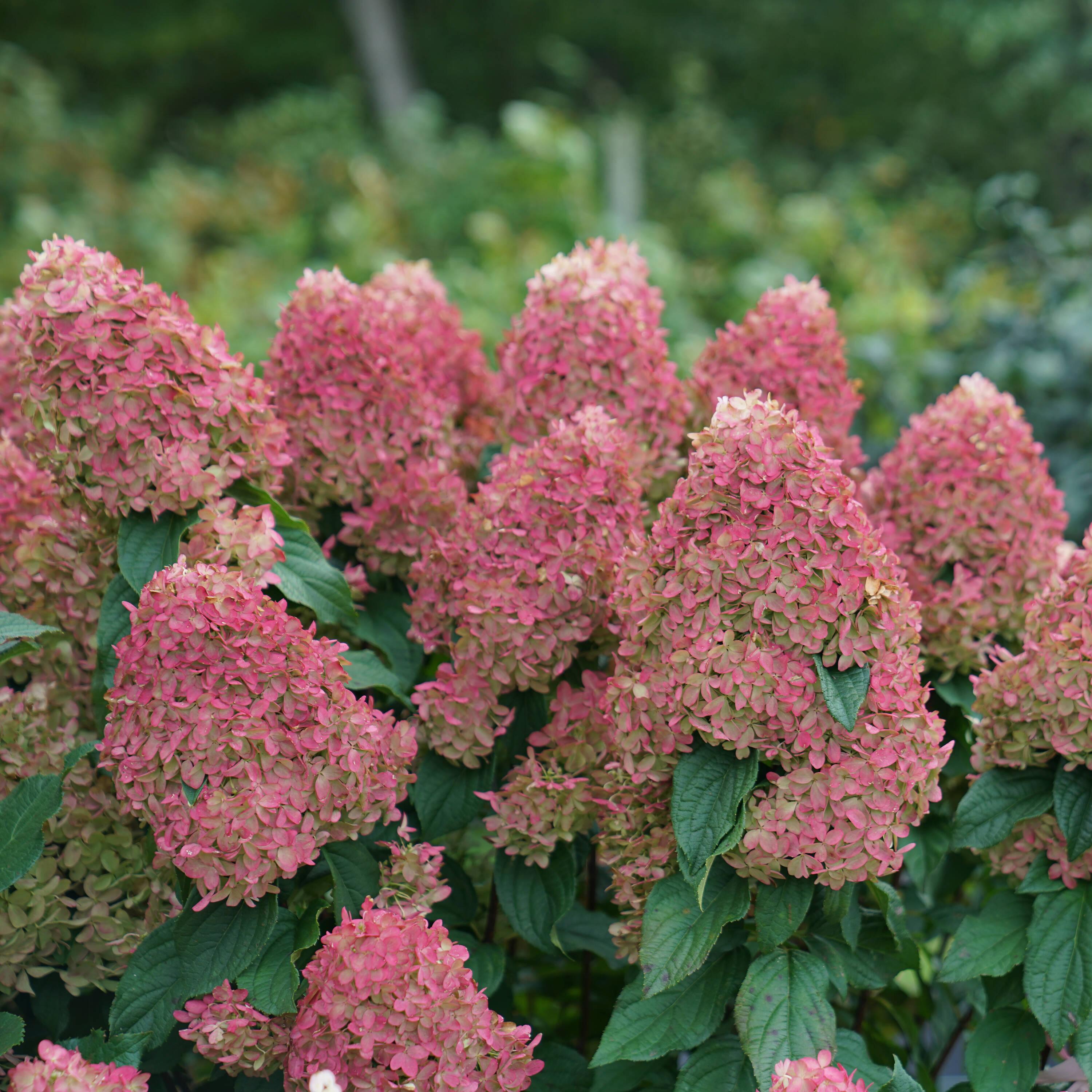 1 Gallon Multicolor Hydrangea with Large Blooms