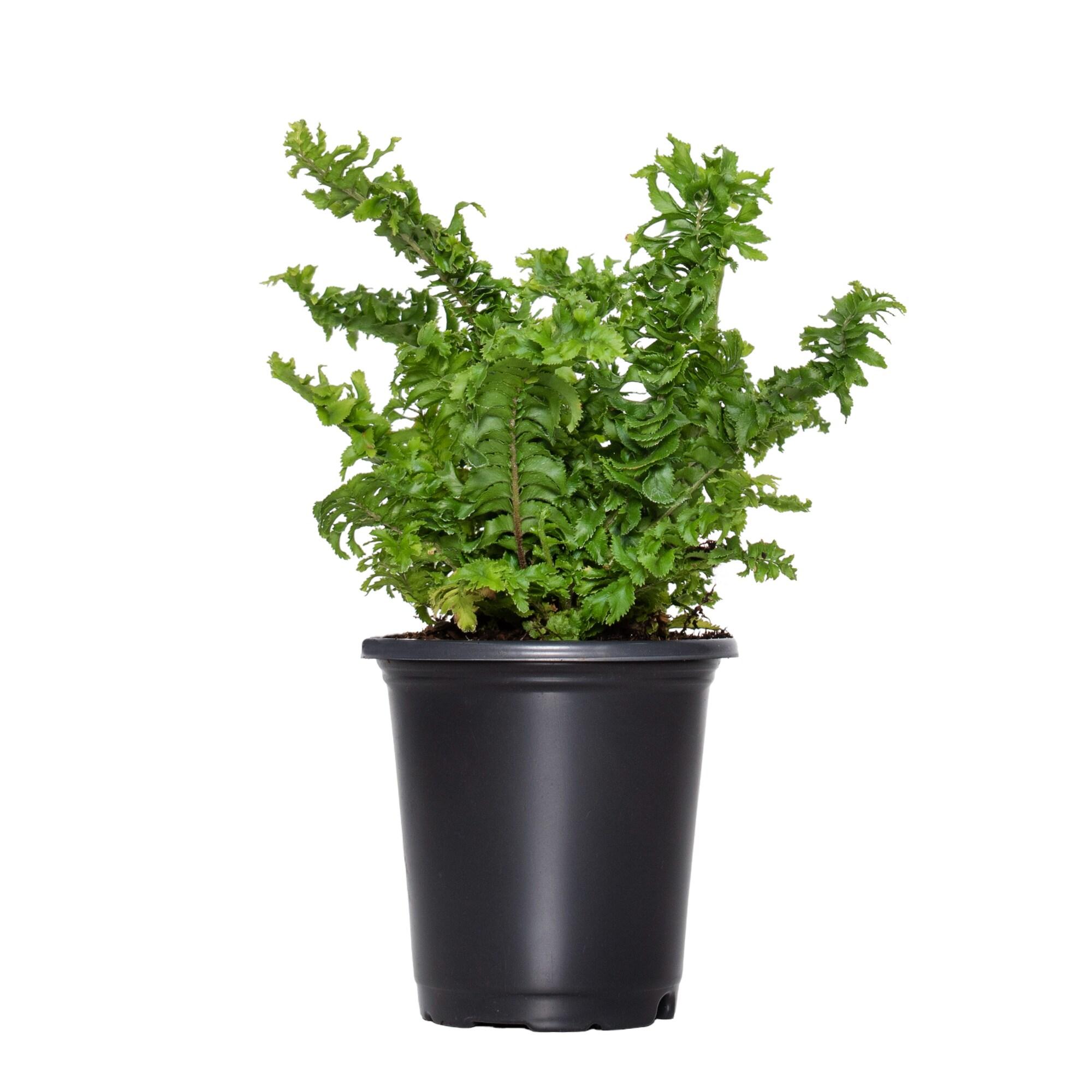 Large Green Crinkle Fern in Black Grower Pot (3-Pack)