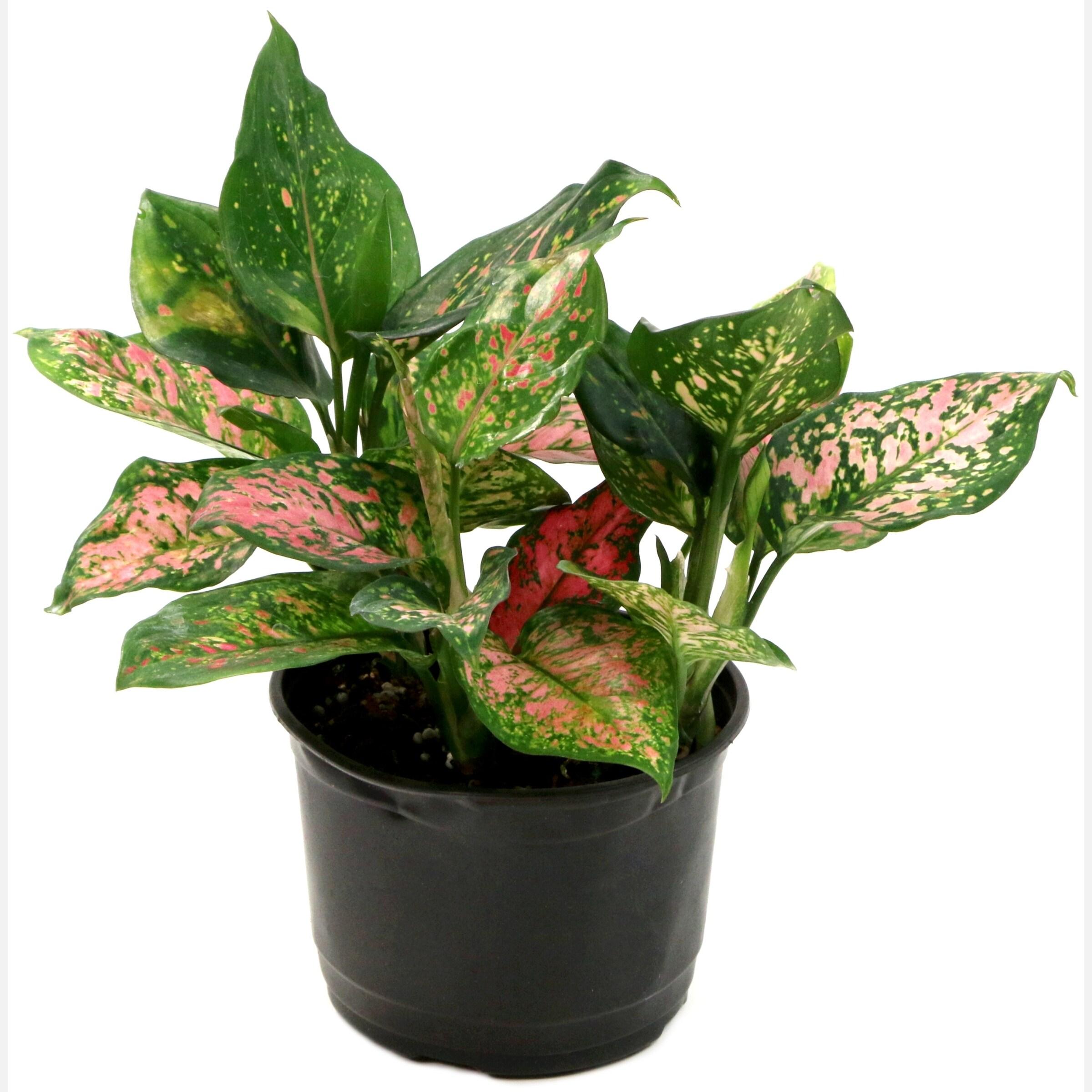 6 in. Aglaonema Red Wishes Plant