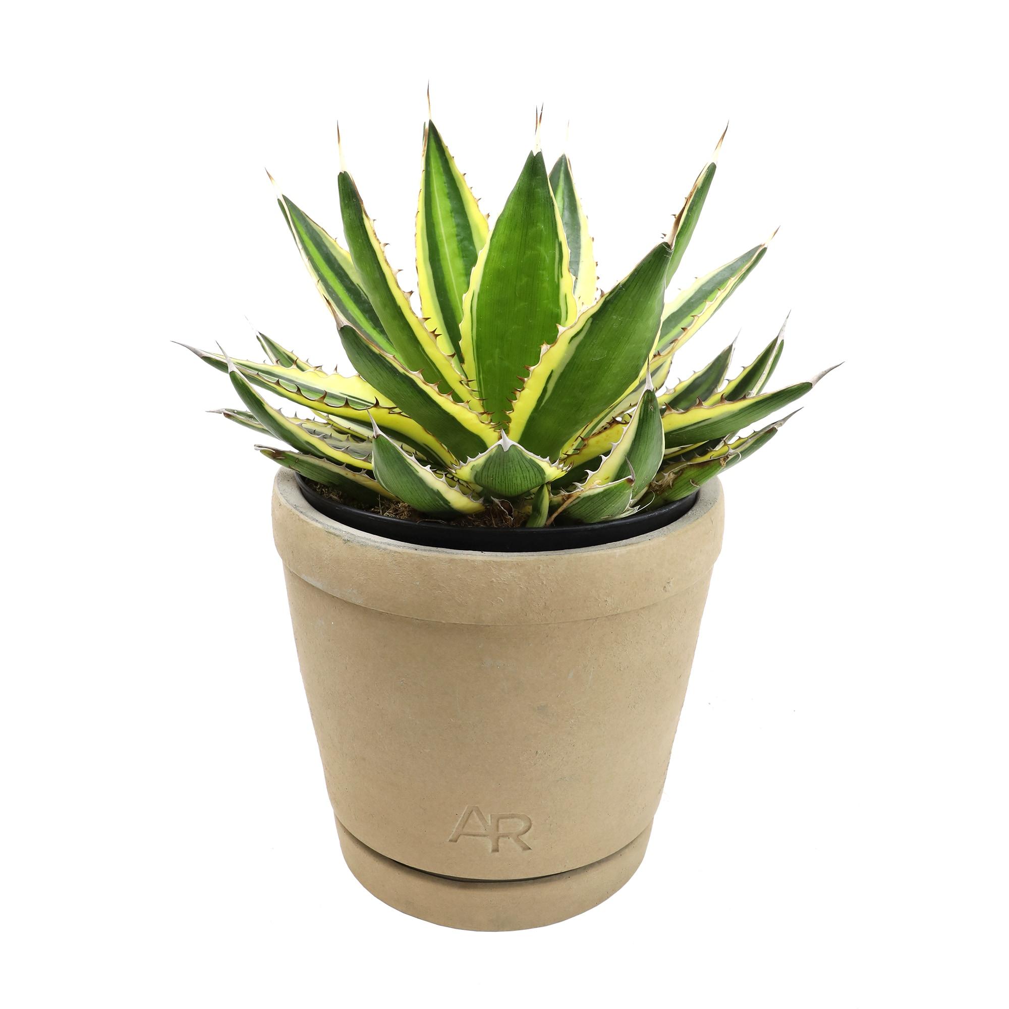 Altman Plants Quadricolor Century Plant, Agave Succulent | 6in Décor Pot, Filtered Sun, Exotic Plant