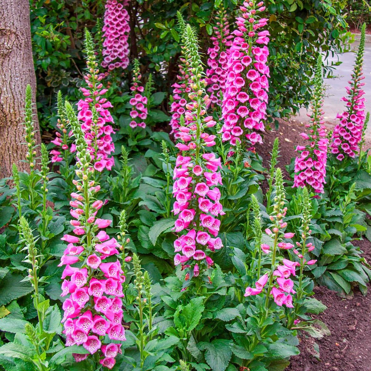 Camelot Rose Foxglove Dormant Bare Root Flowering Perennial Starter Plant, One Plant per Offer